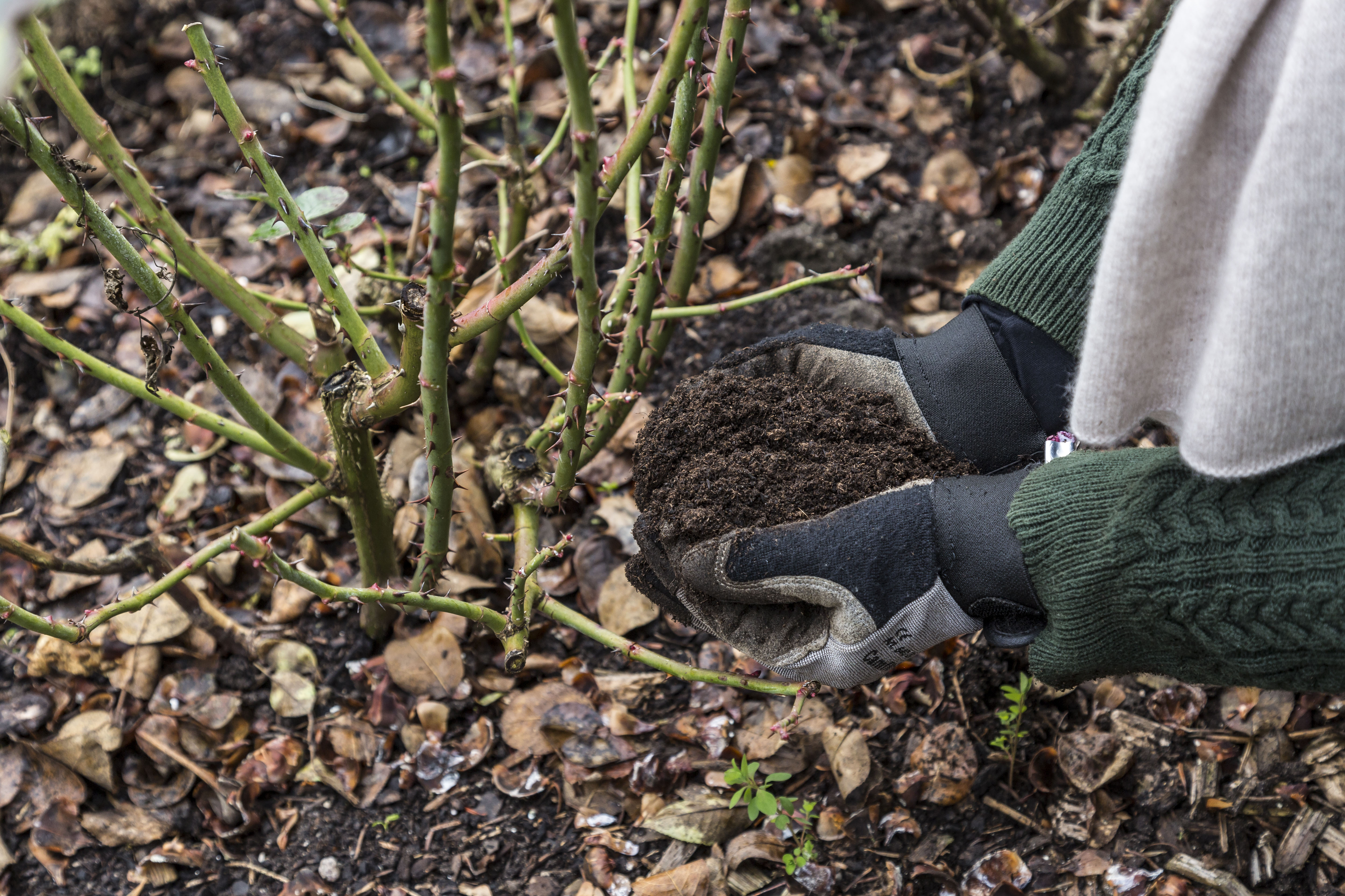 Winterschutz für alte Rosen