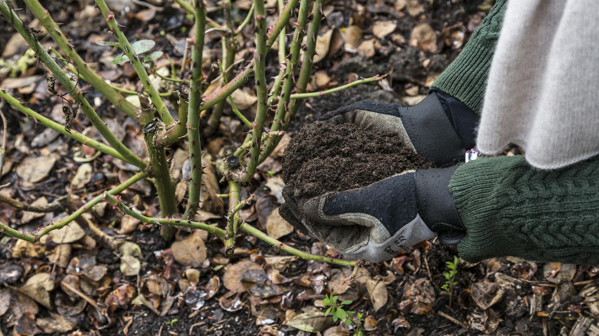 Winterschutz für alte Rosen