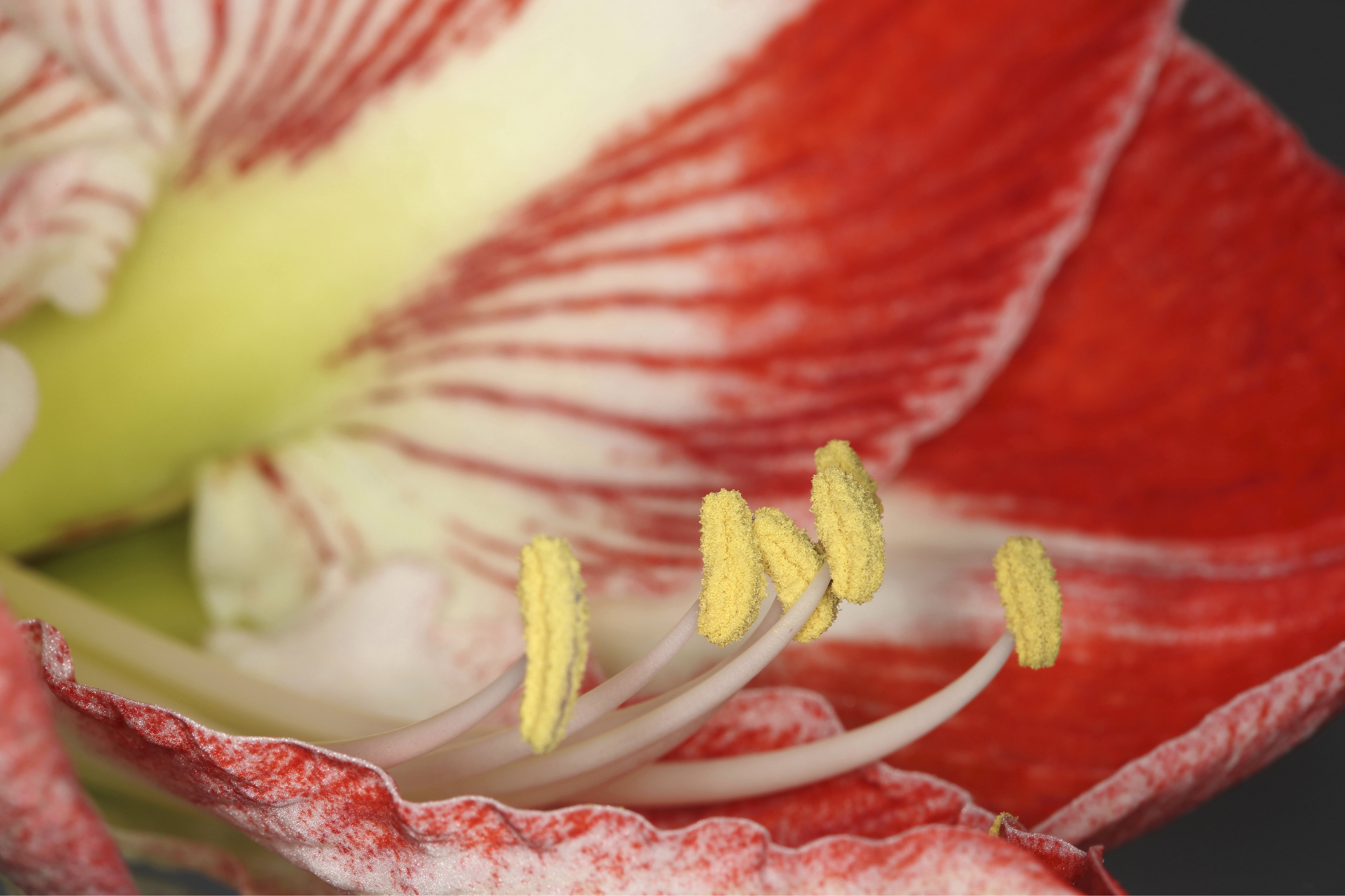Nahaufnahme einer Amaryllis