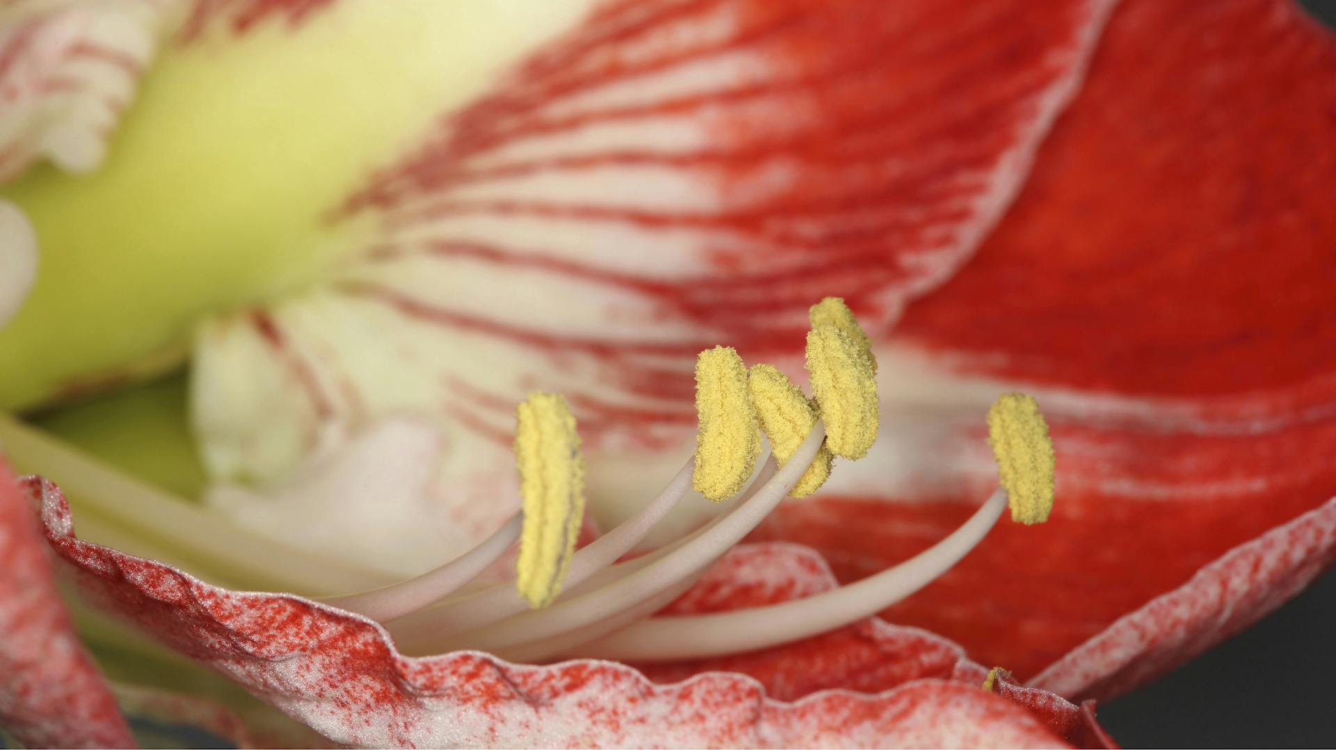 Nahaufnahme einer Amaryllis