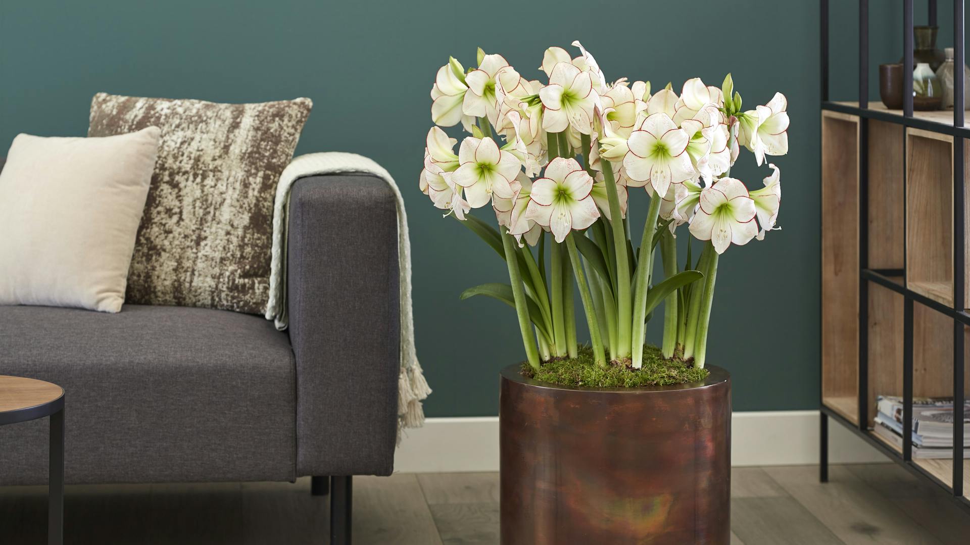 Mehrere Amaryllis in einem großen Topf.