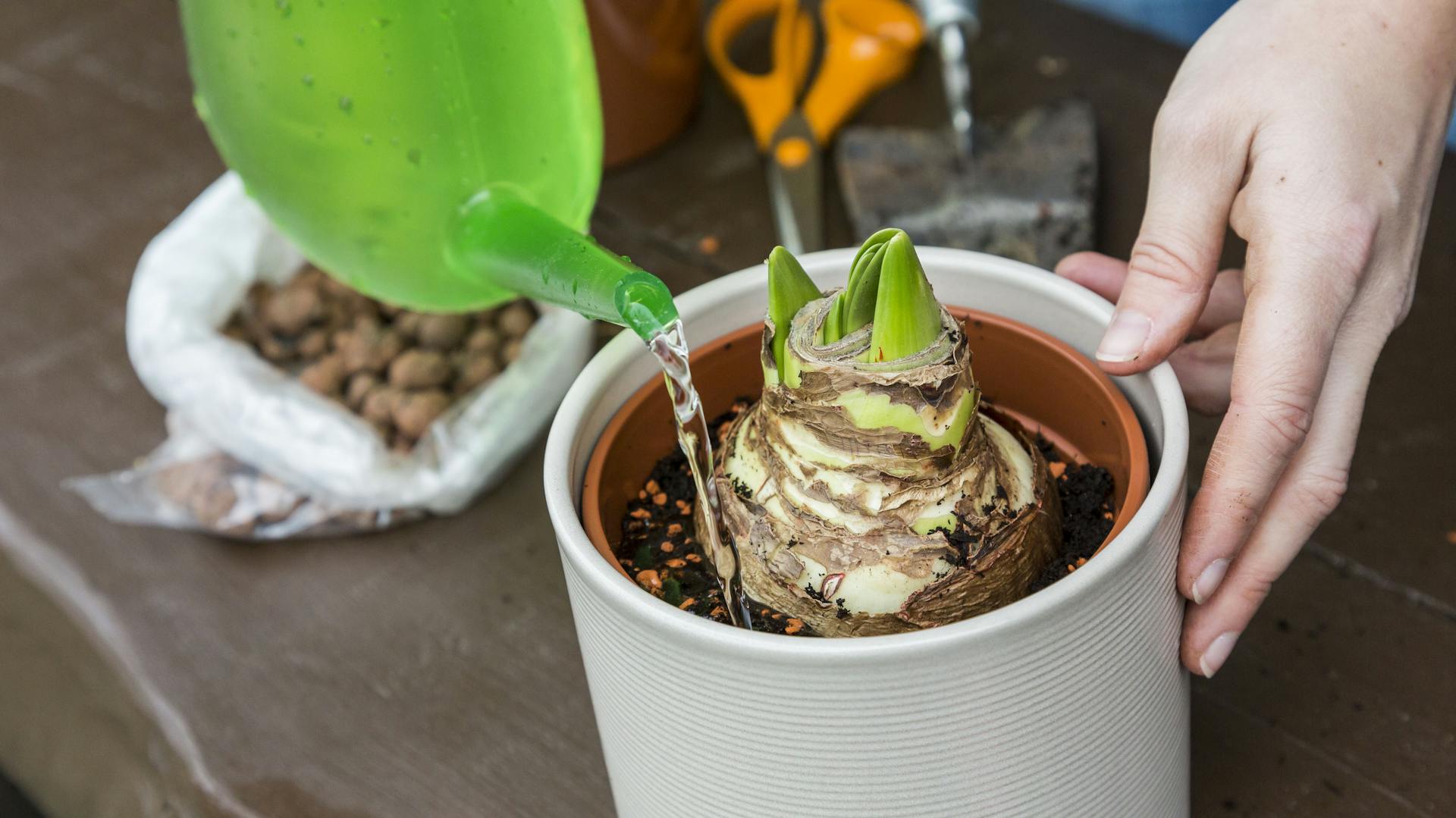 Eine Amaryllis wird nach dem Umtopfen gegossen.