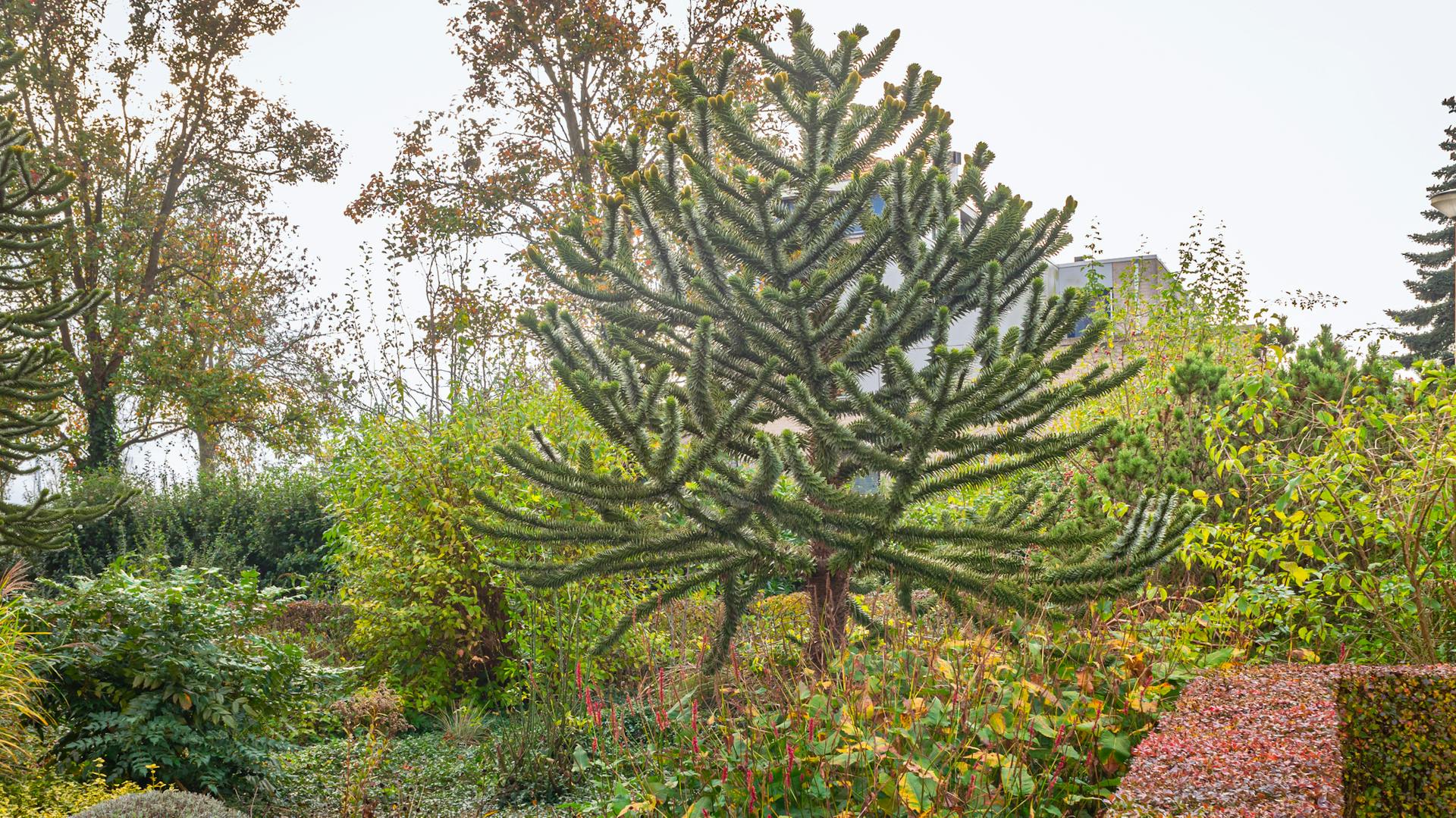 Andentanne im Garten neben anderen Bäumen und Sträuchern