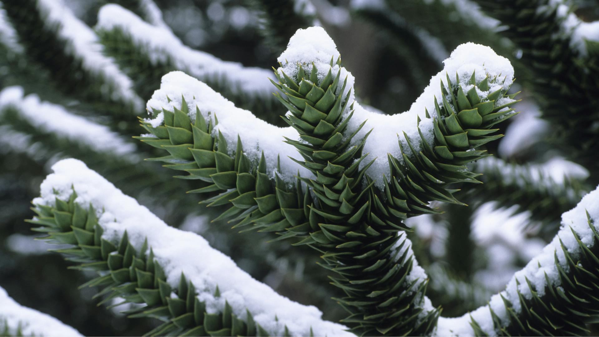 Andentanne mit schneebedeckten Ästen im Winter
