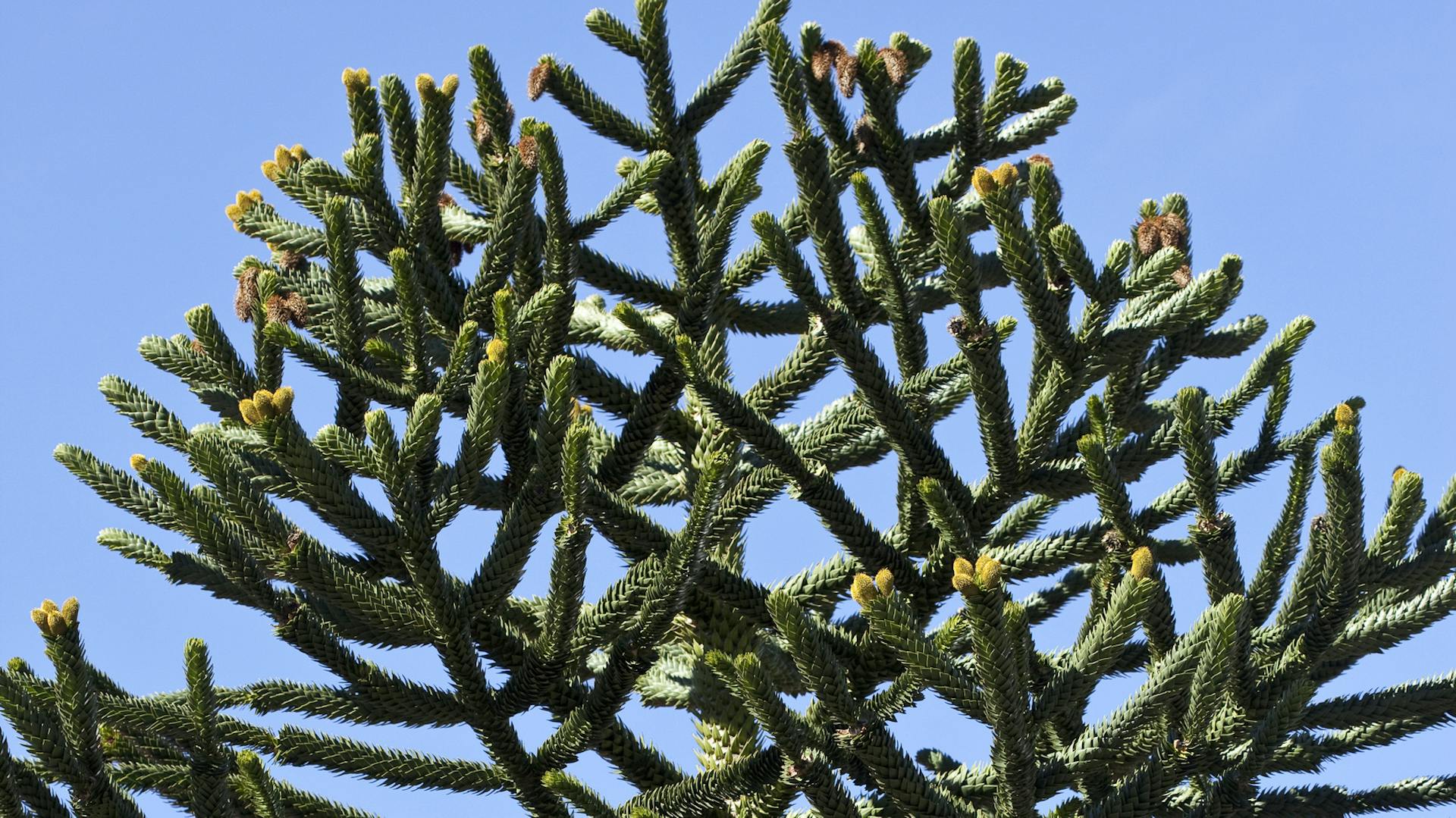 Andentanne in der Natur