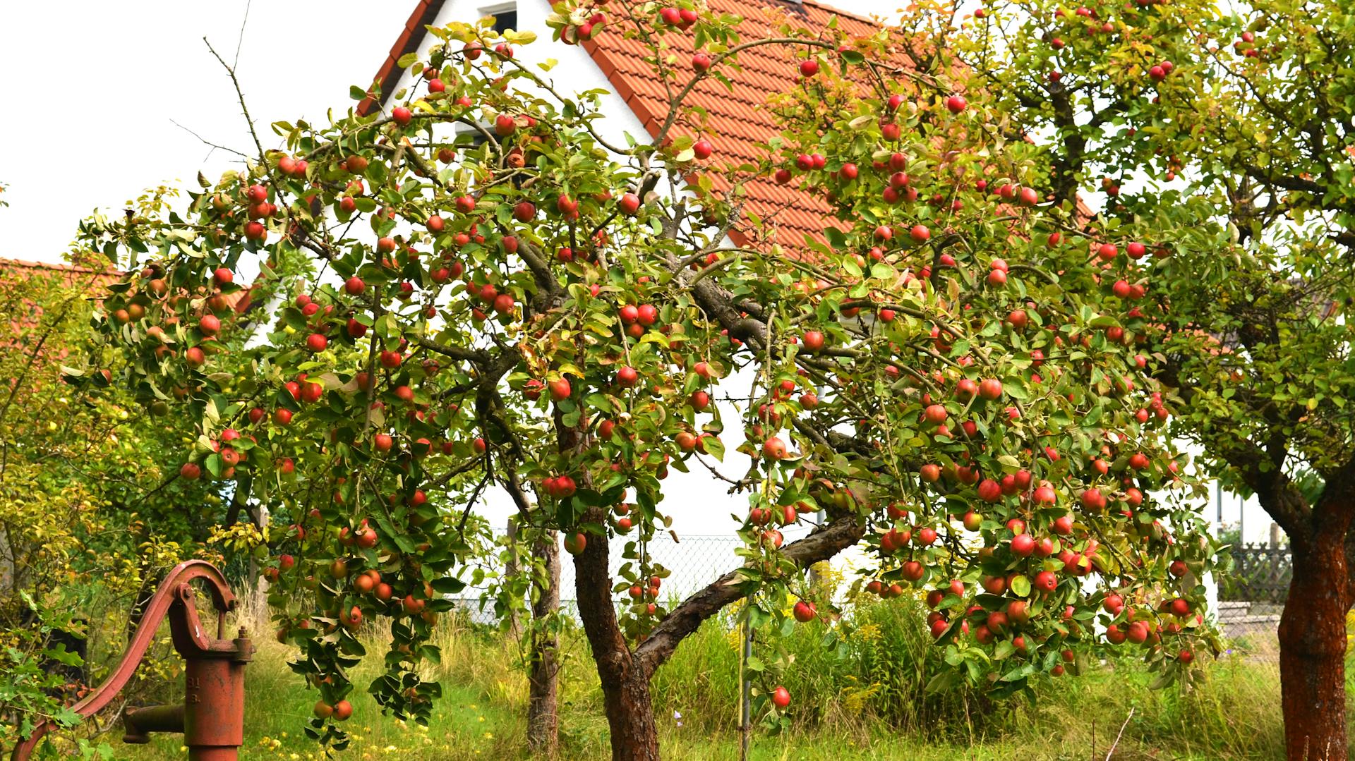 Apfel – Eigenschaften und Tipps im Überblick | OBI