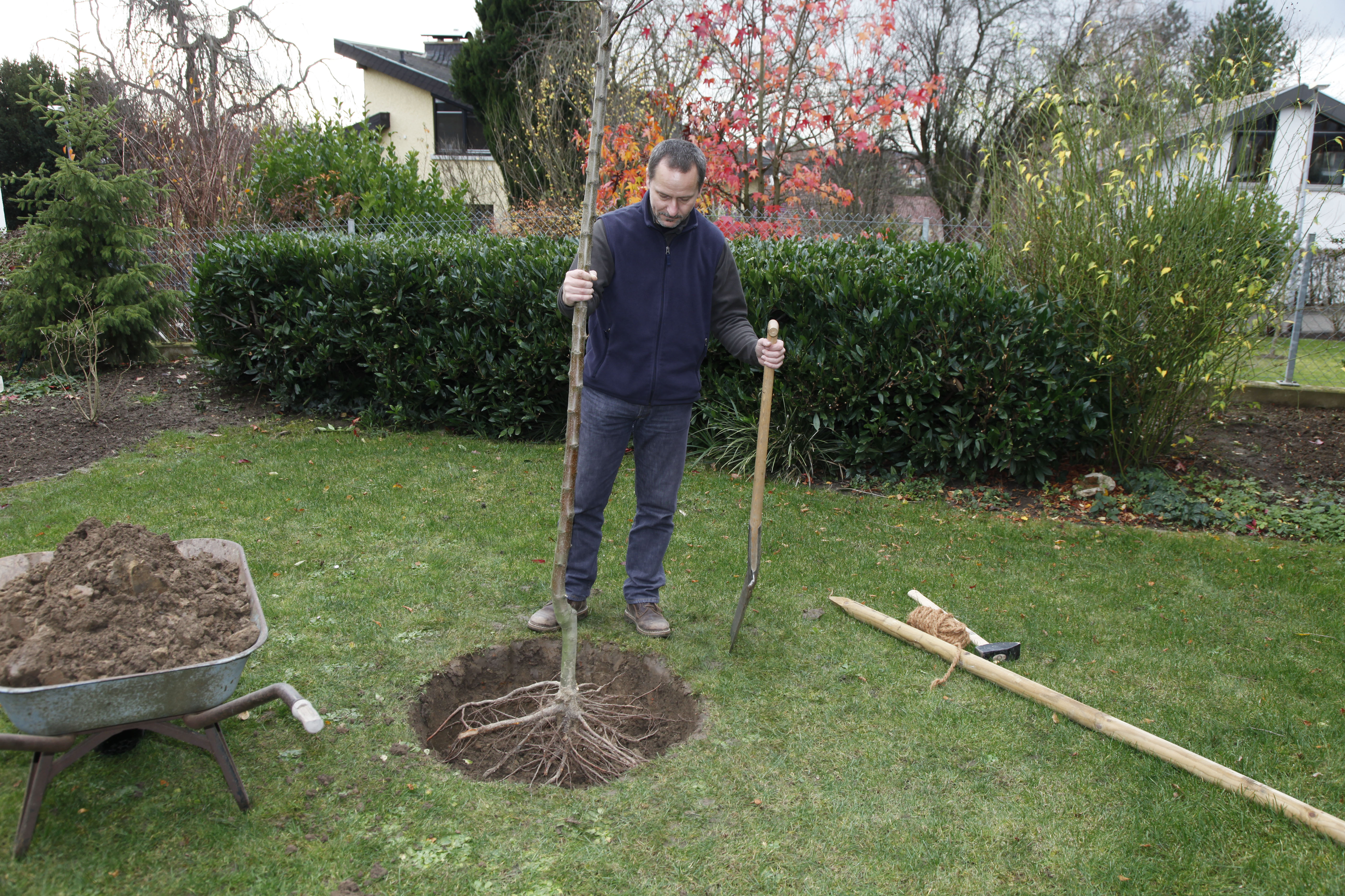 Person pflanzt jungen Apfelbaum in ausgehobenes Pflanzloch.