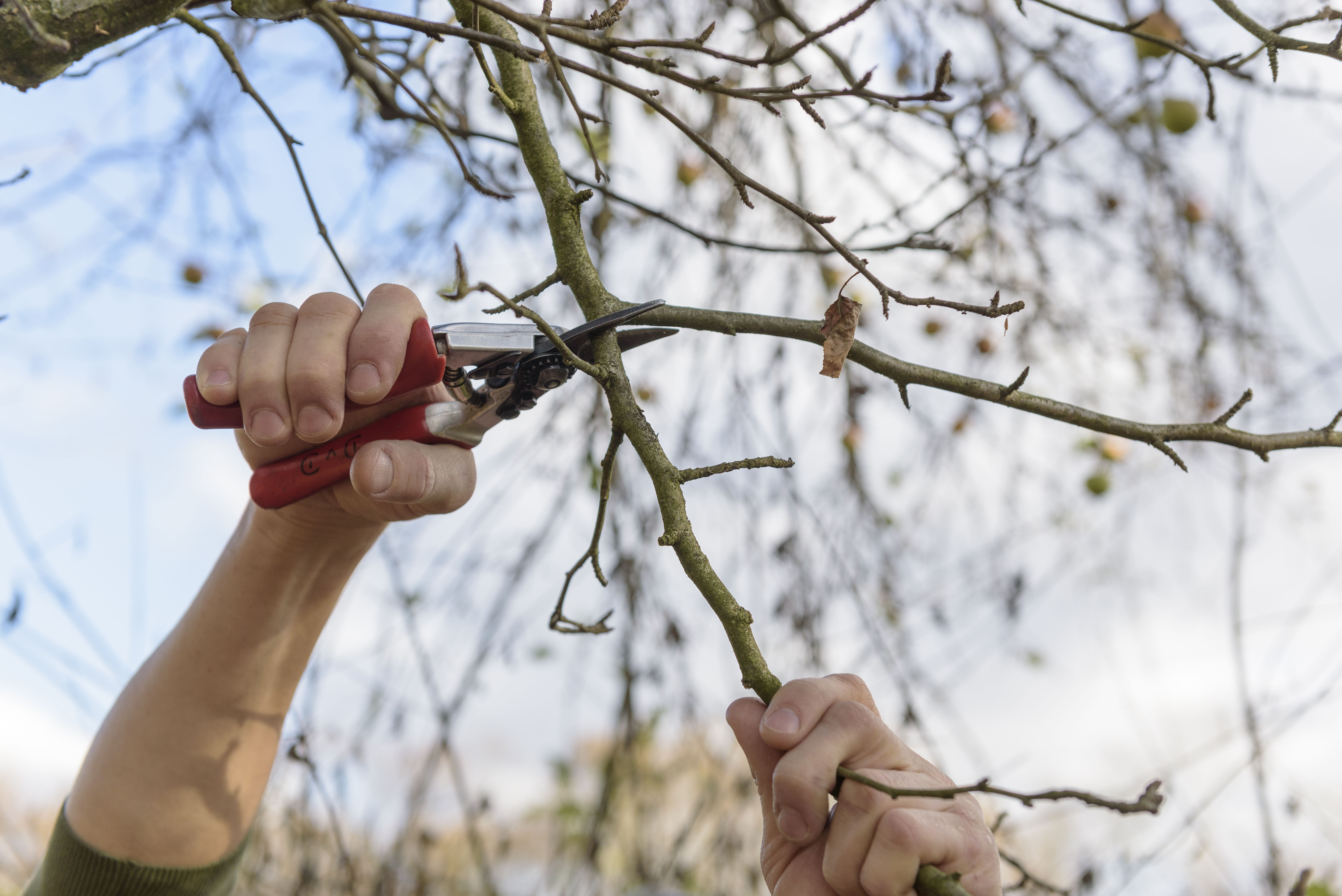Person schneidet Ast von Apfelbaum mit Gartenschere ab