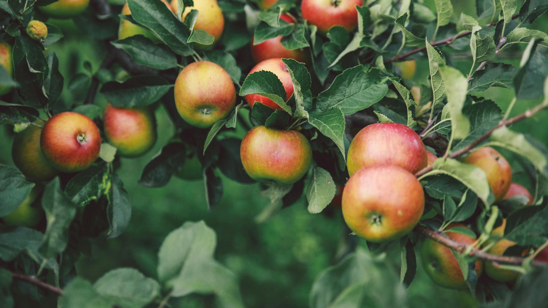 Sommeräpfel hängen an einem Baum.