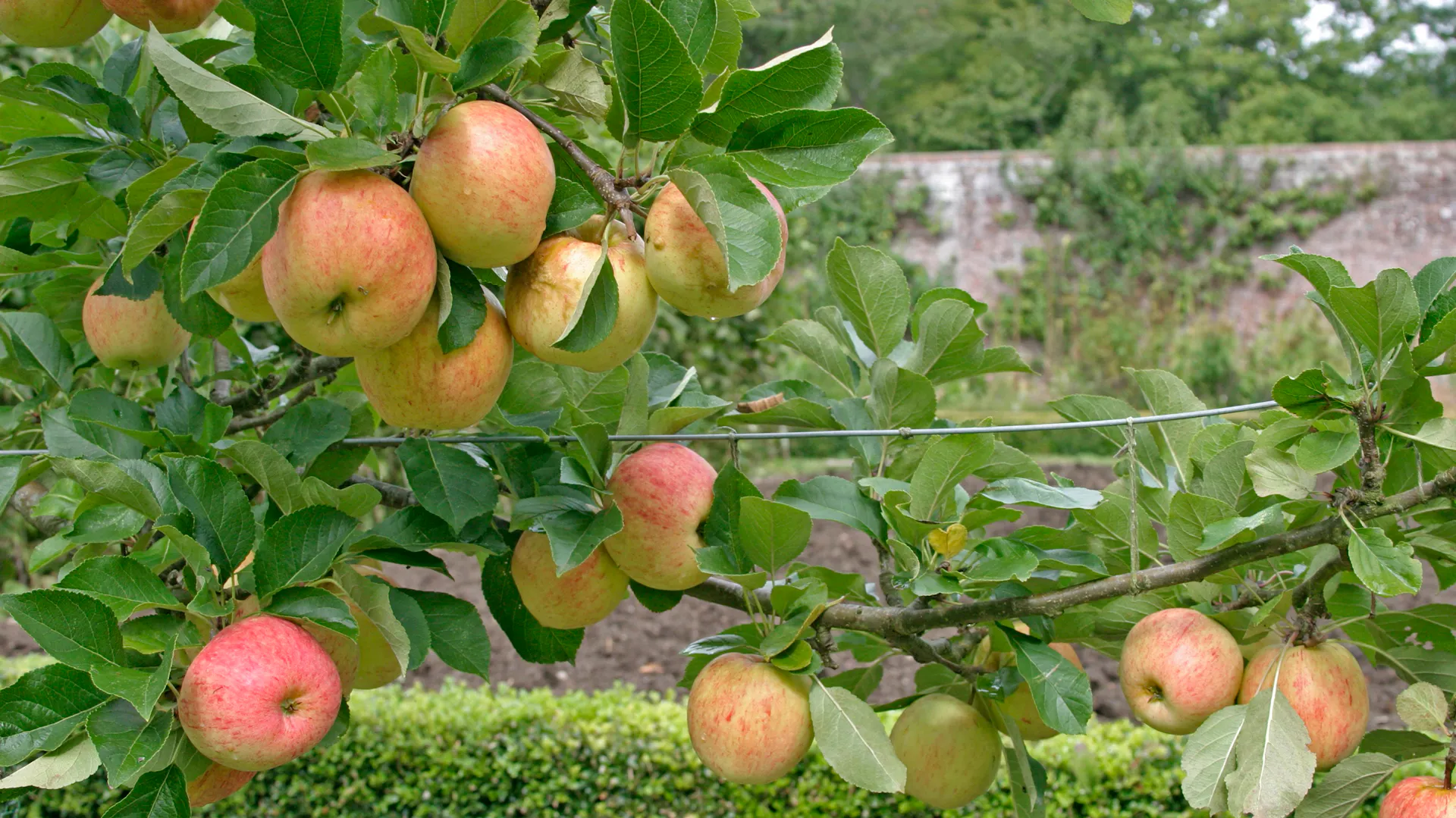 Äpfel der Sorte James Grieve am Baum.