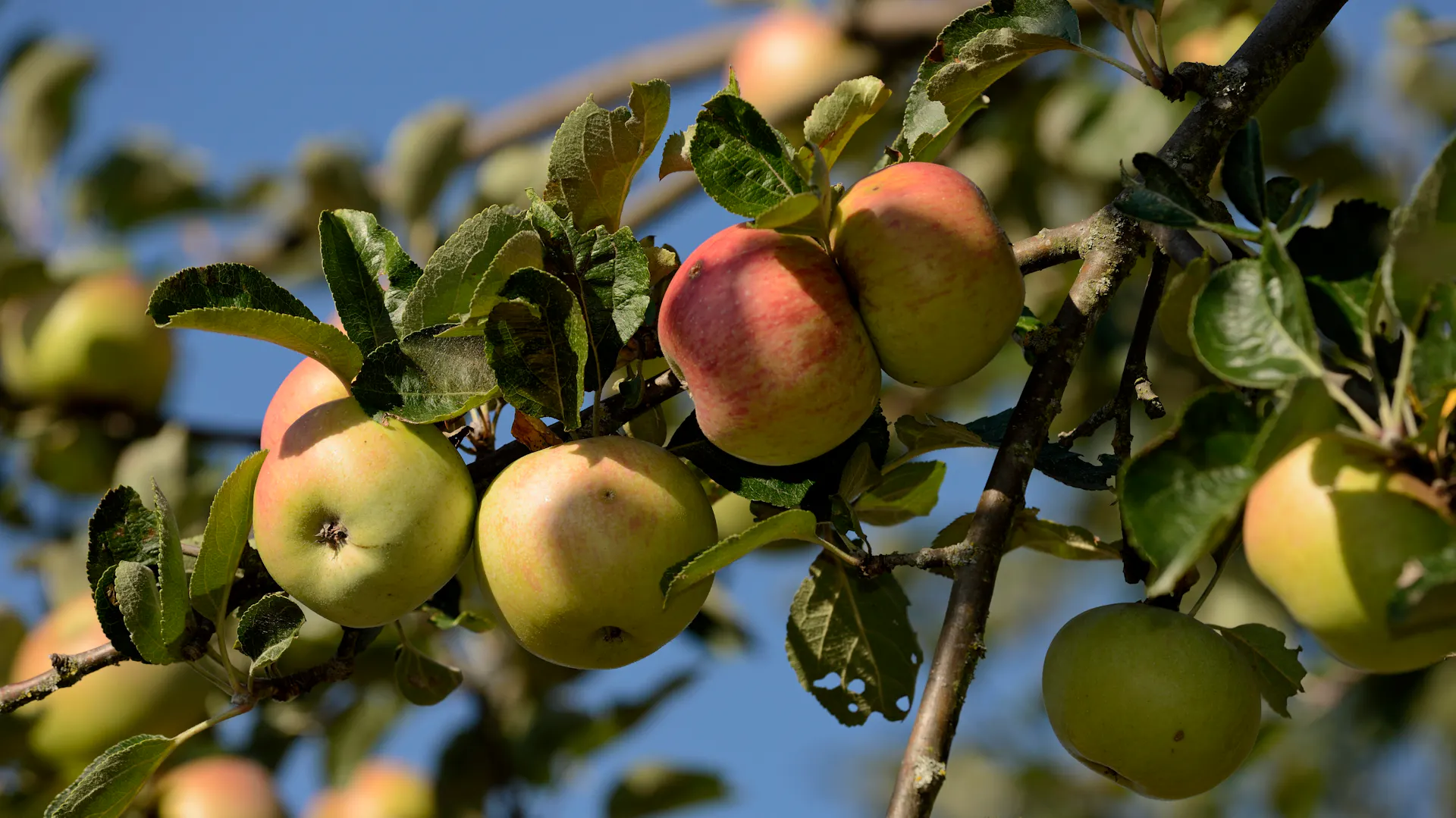 Äpfel der Sorte Gravensteiner hängen am Baum.
