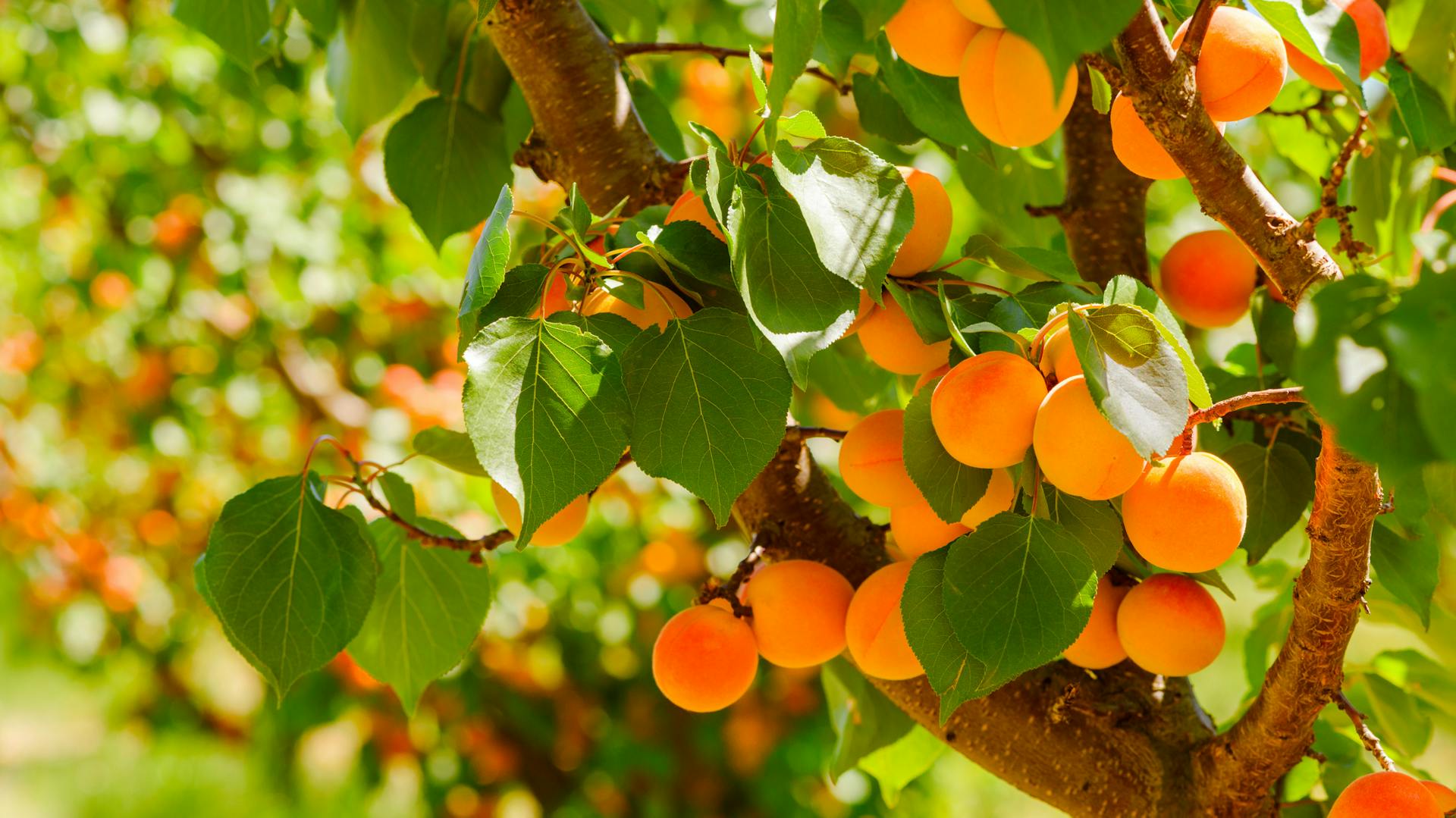 Абрикосовое дерево фото Абрикосовое дерево фото