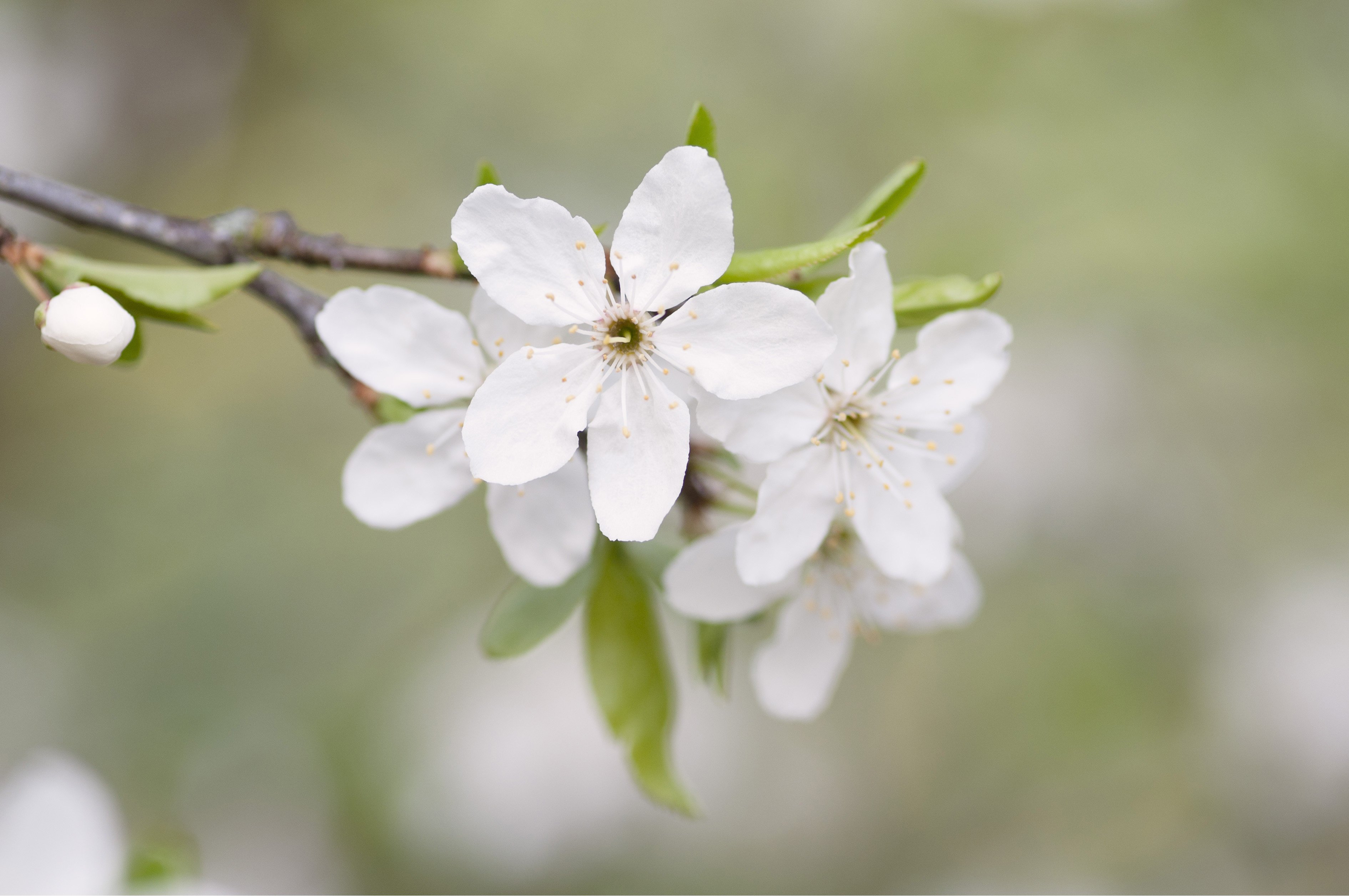 Aprikose Eigenschaften und Infos im Überblick OBI