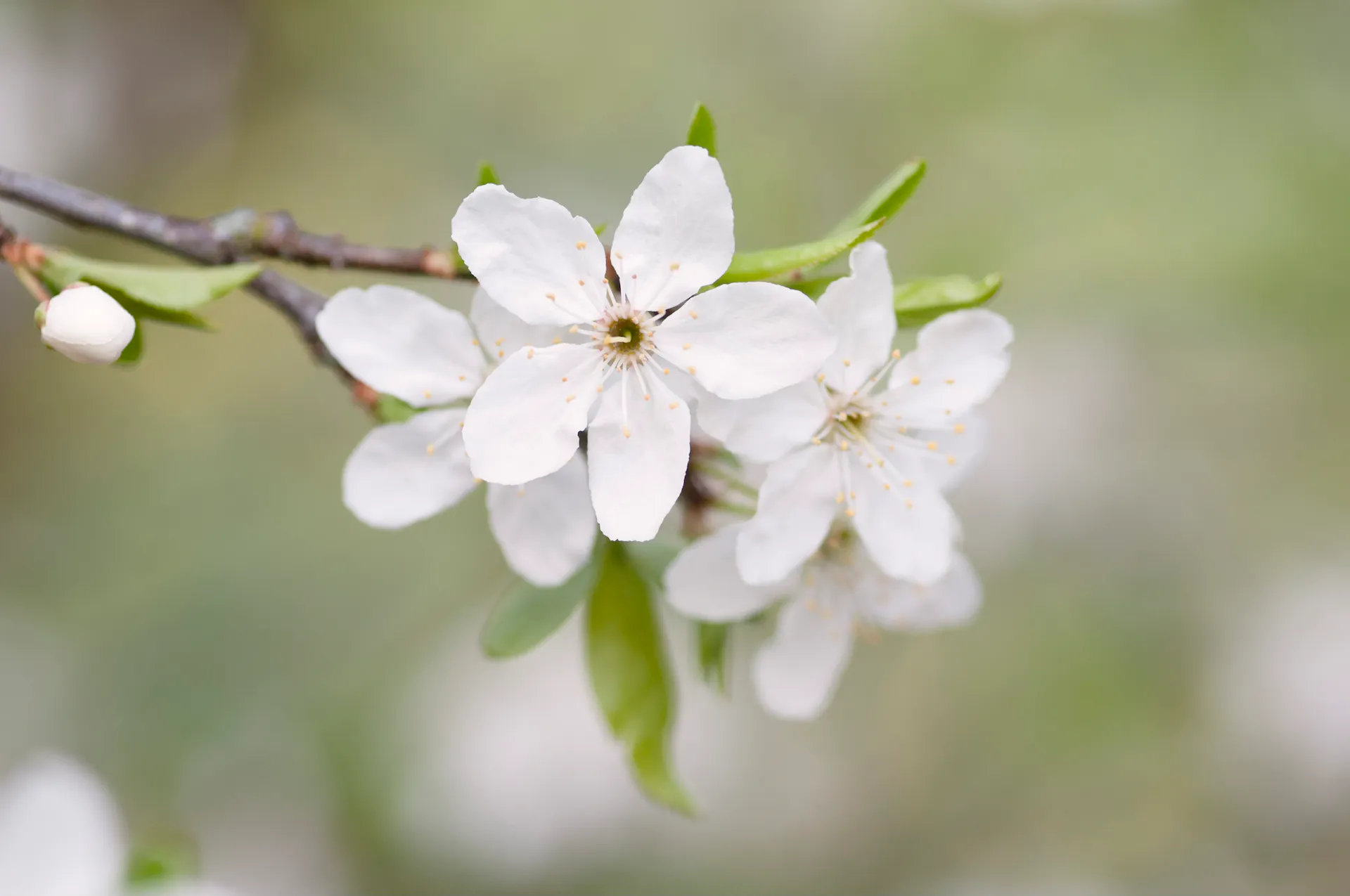 Blüte am Marillenbaum