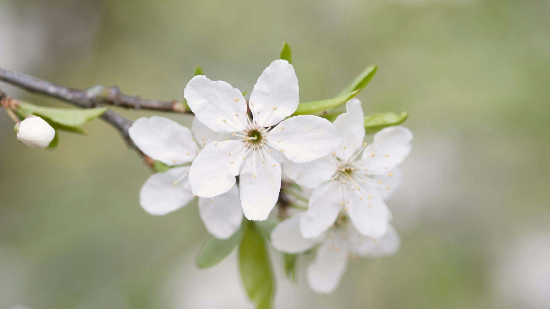 Blüte am Aprikosenbaum