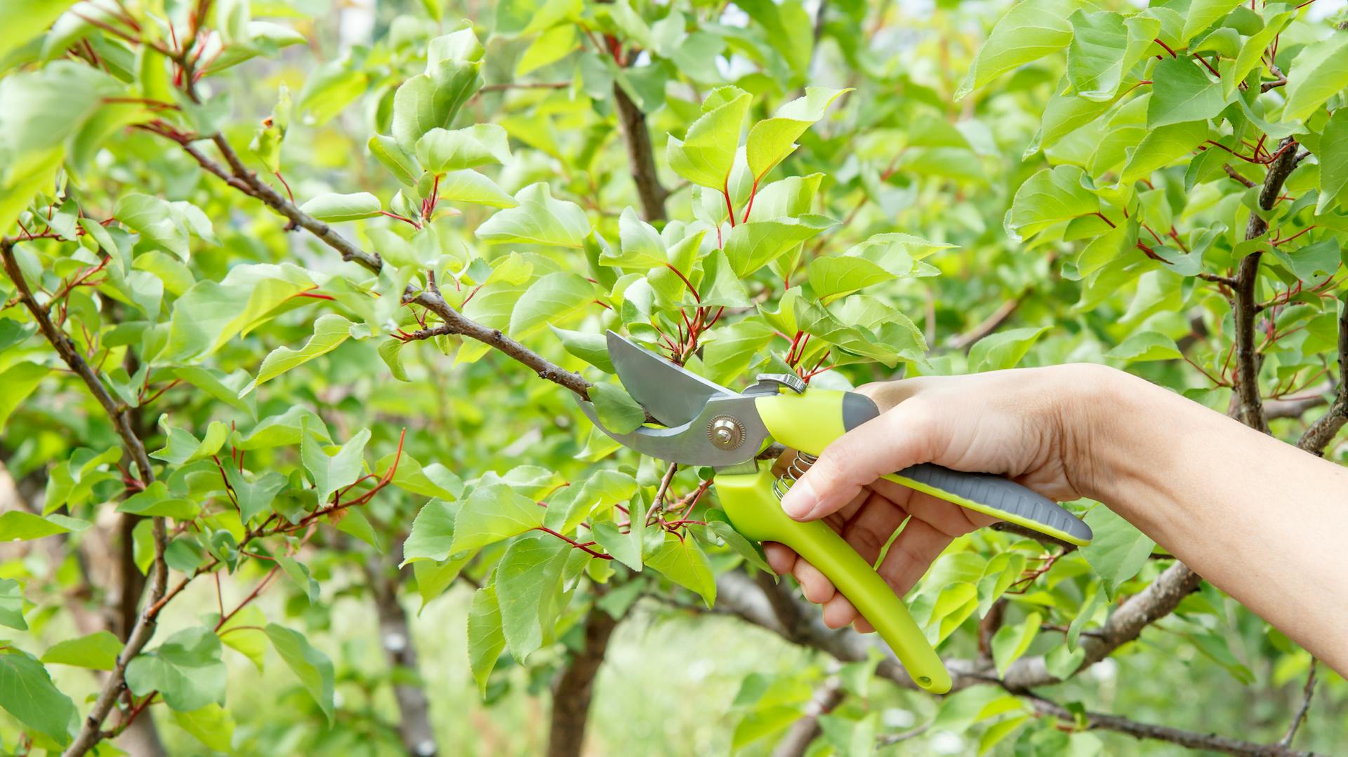 Triebe eines Aprikosenbaums werden mit der Gartenschere geschnitten.