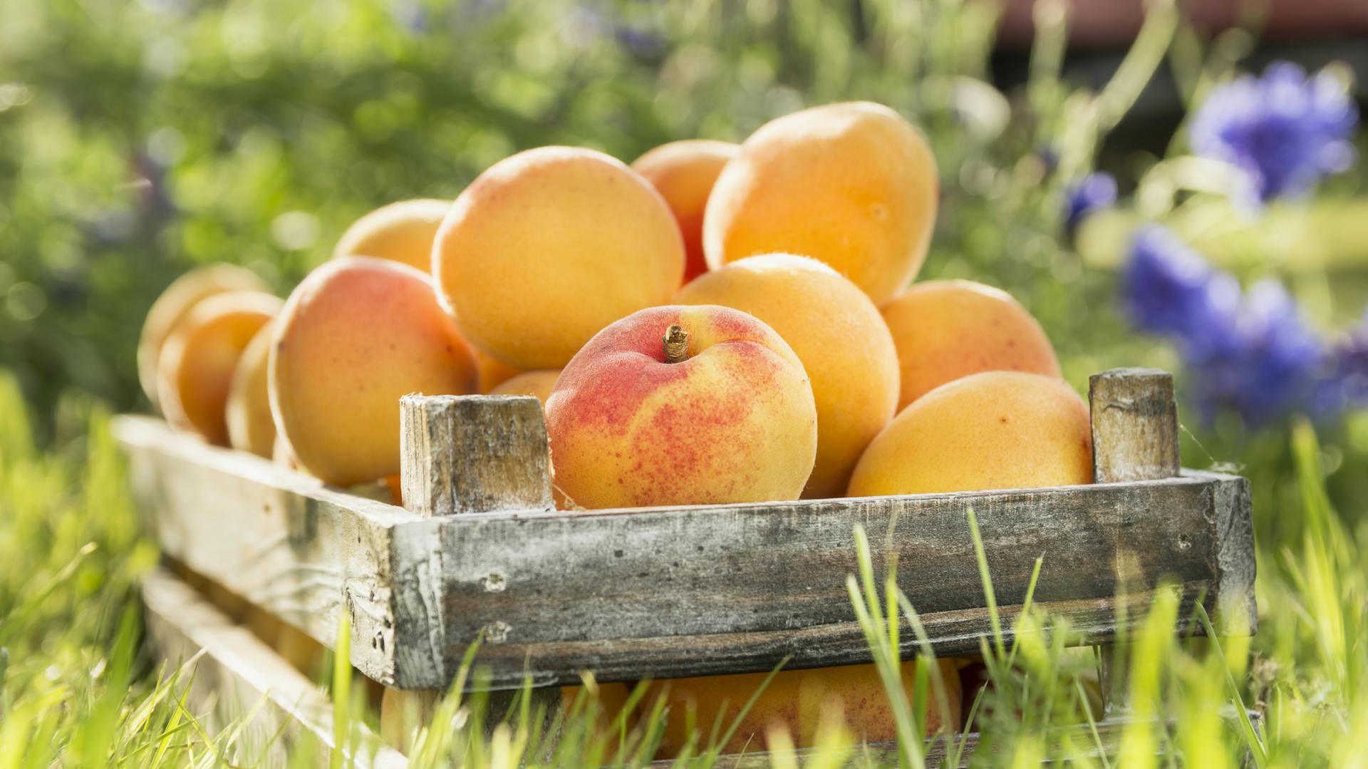 Holzkiste mit Aprikosen gefüllt