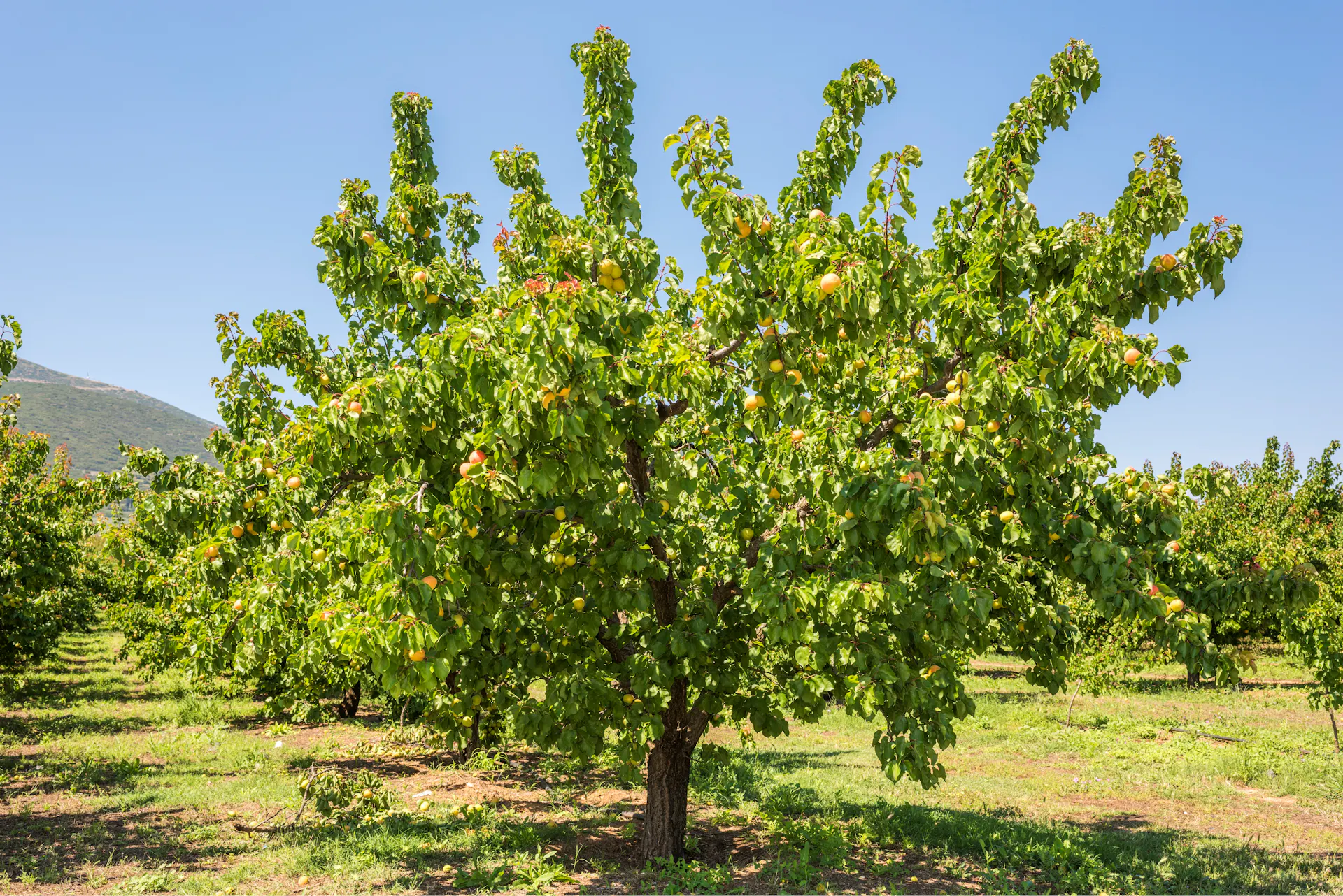 Marillenbaum auf einer Plantage