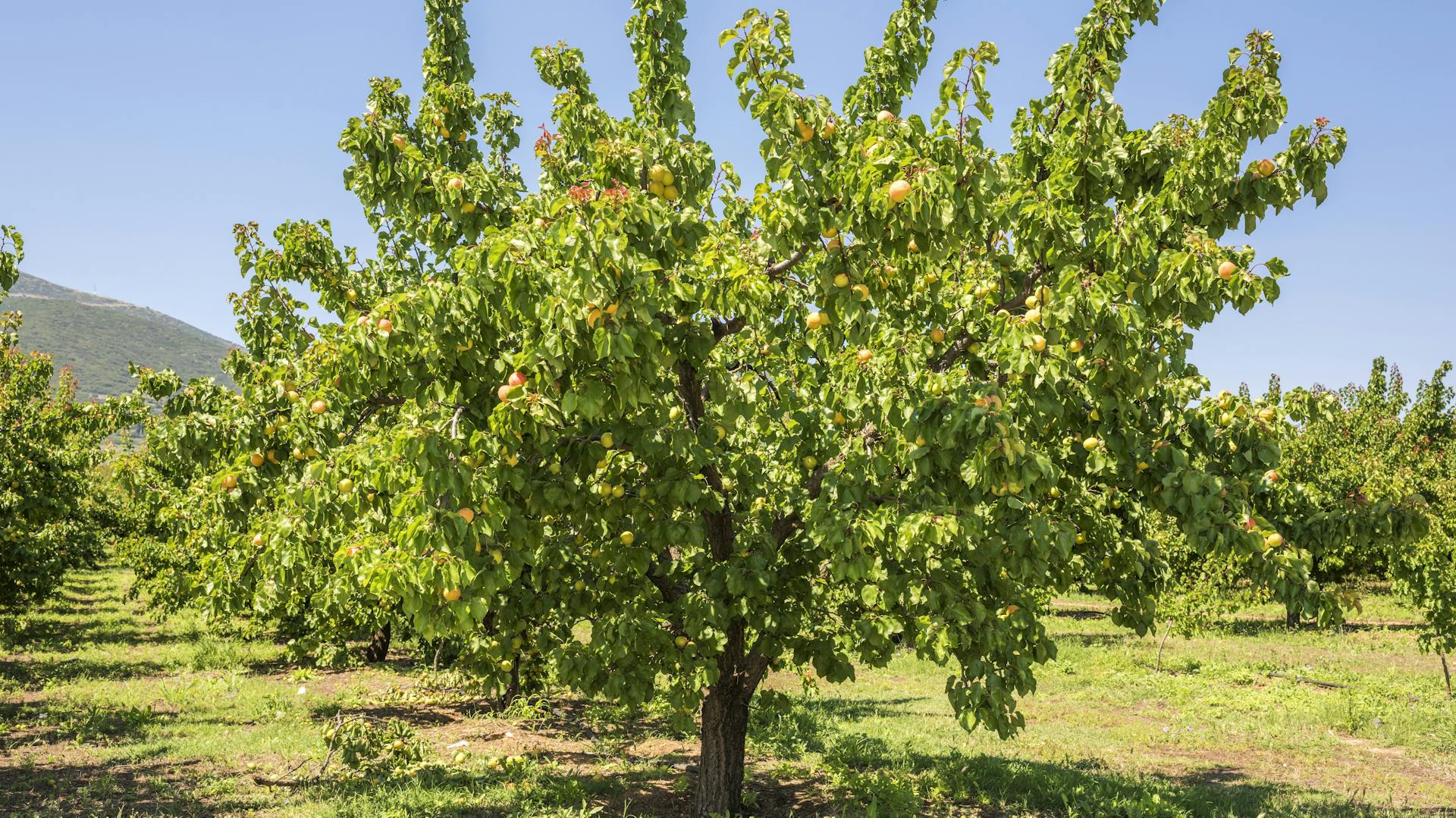 Aprikosenbaum auf einer Plantage