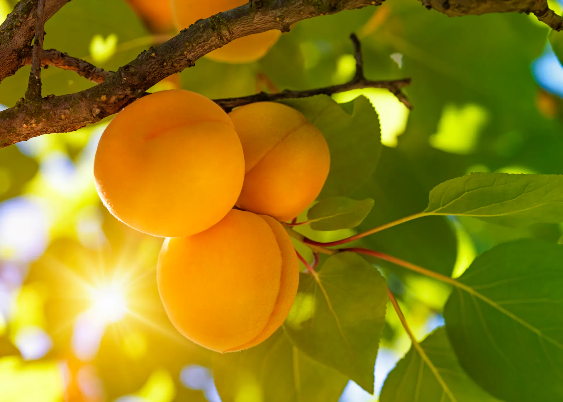 Marillenbaum im Sommer mit Blättern und reifen Früchten