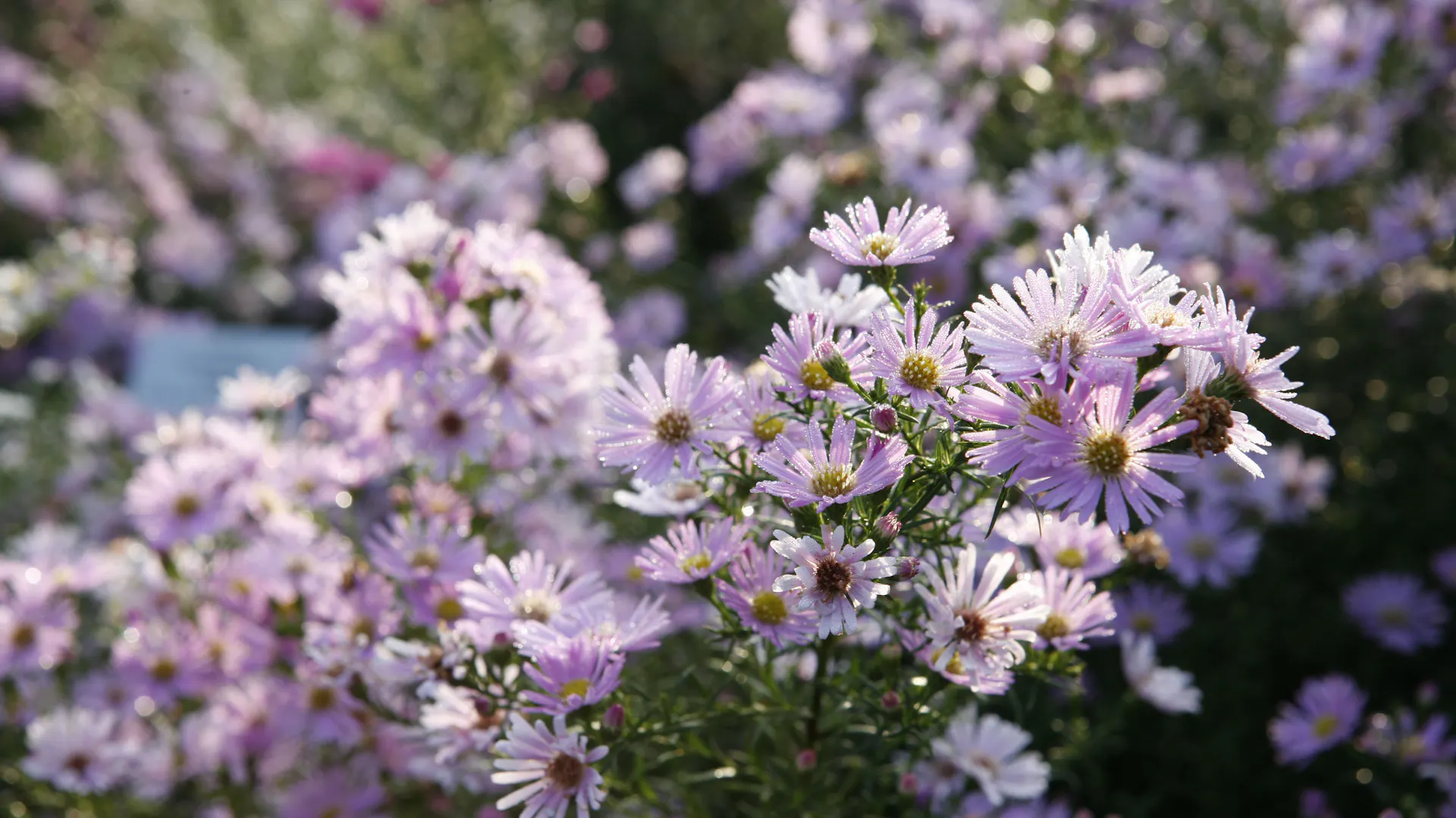 Violett blühende Erika-Aster