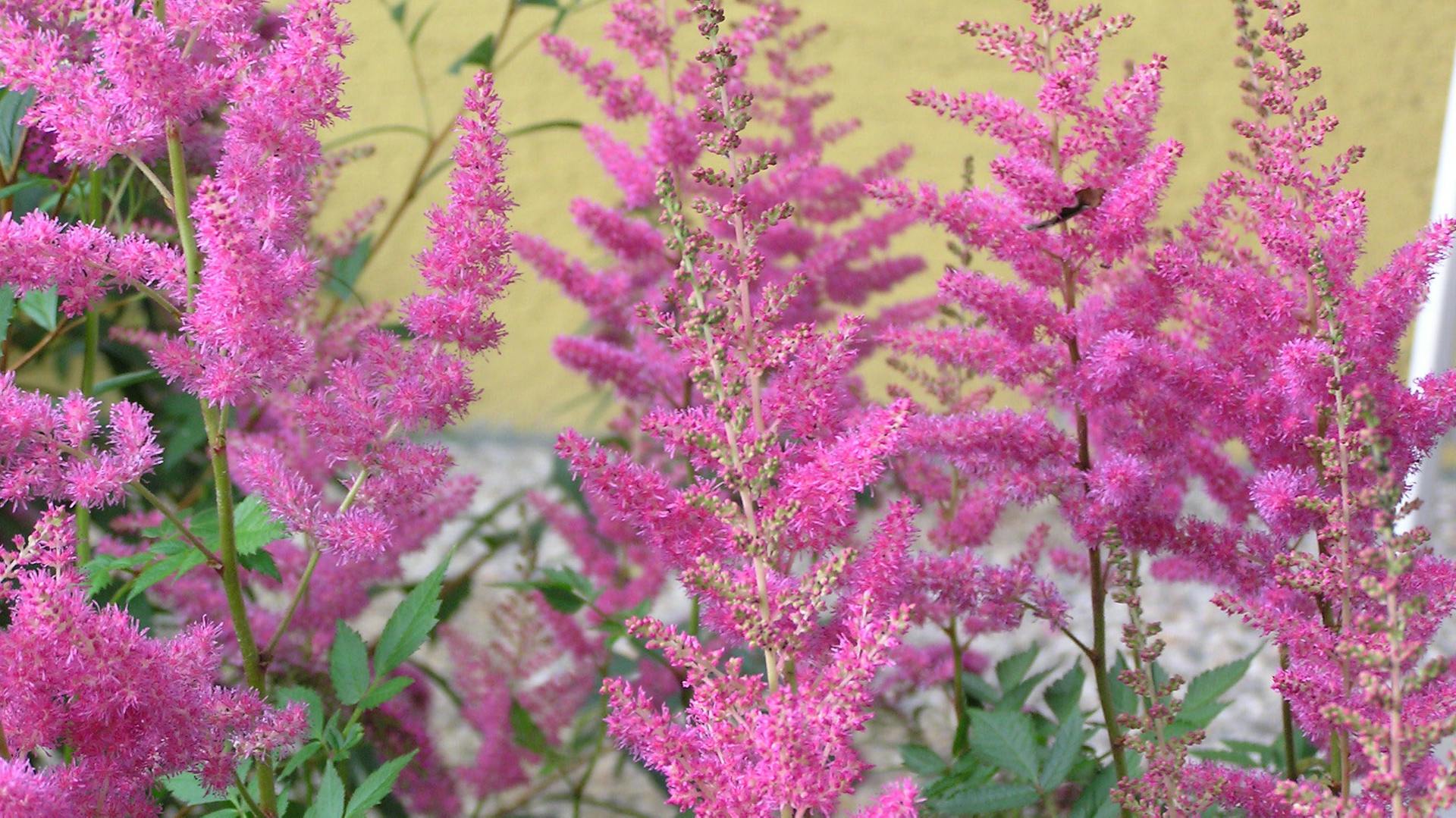 Astilbe Eigenschaften der Pflanze im Überblick OBI