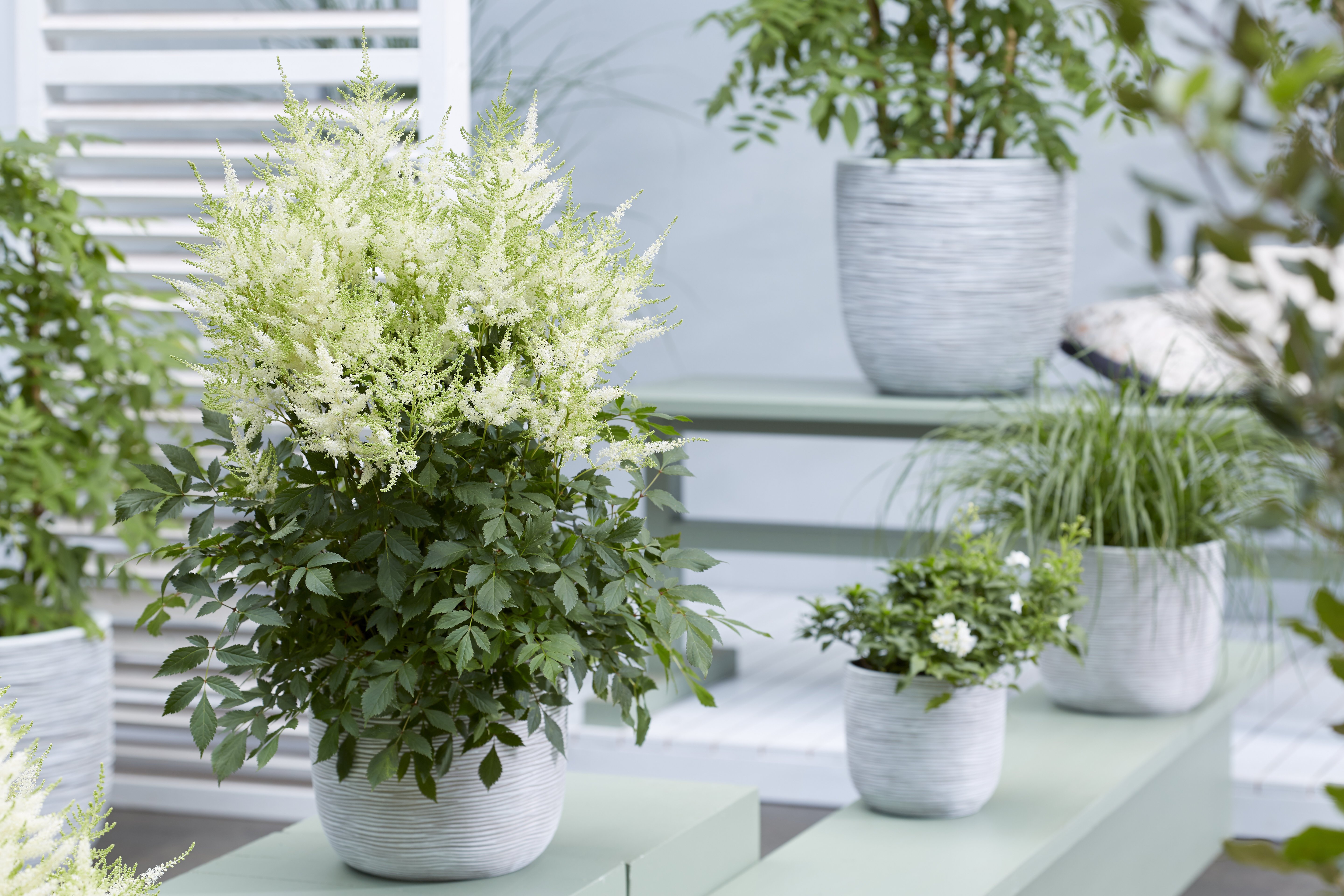 Astilbe mit weißen Blüten im Topf