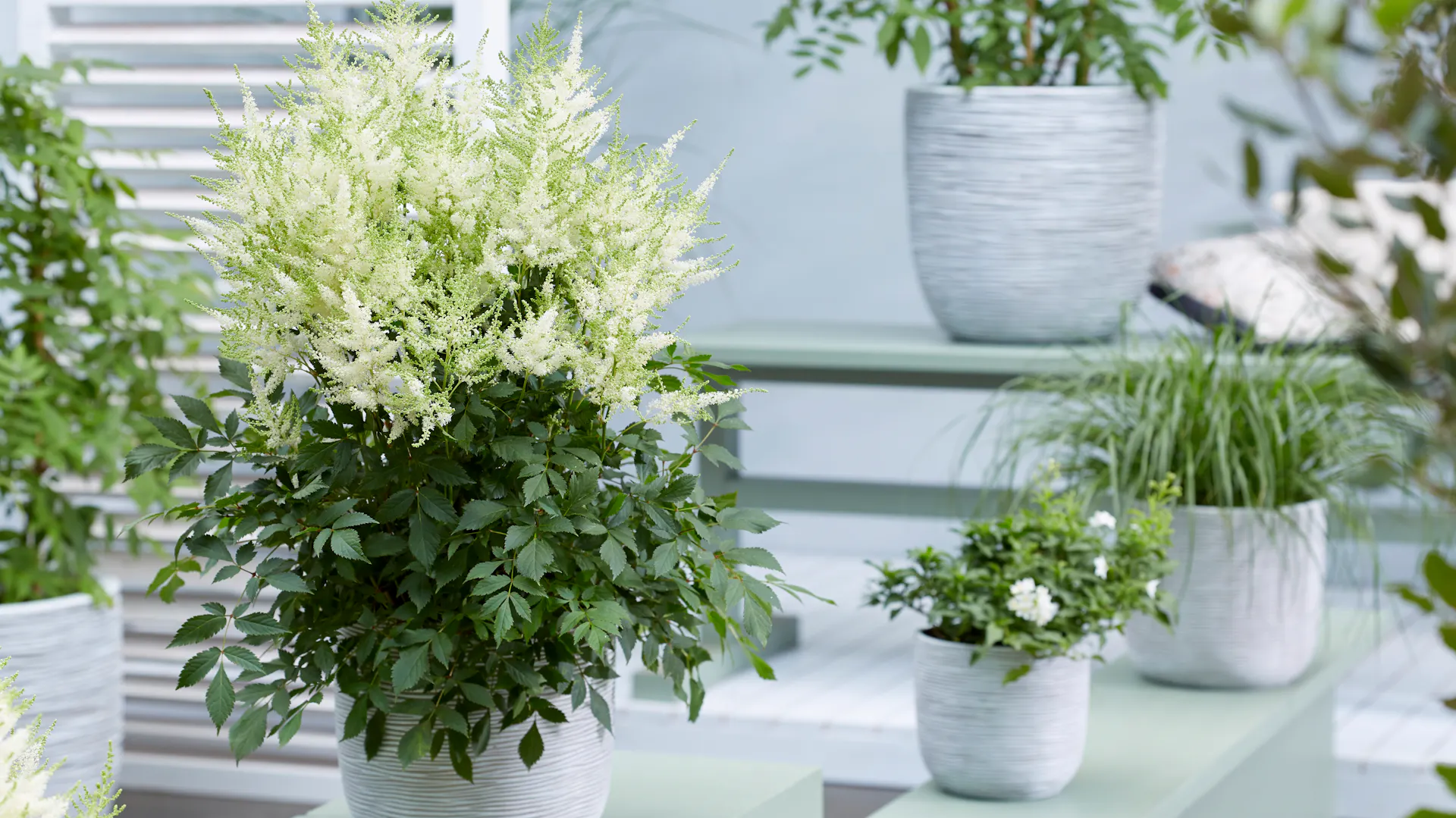 Astilbe mit weißen Blüten im Topf