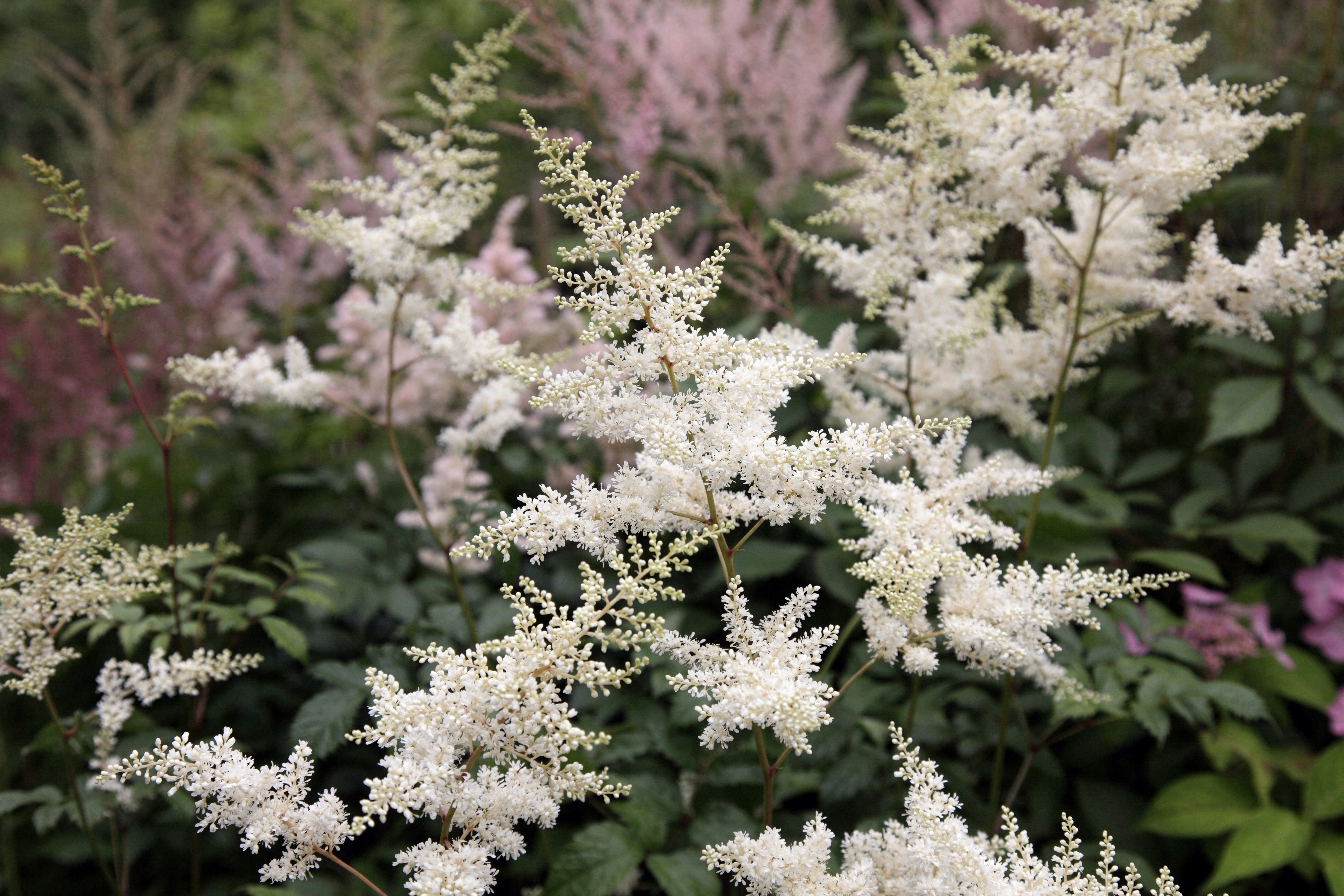 Astilbe der Sorte „Brautschleier“ mit weißen Blüten