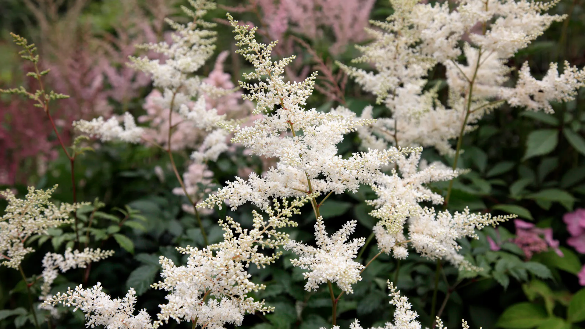 Astilbe der Sorte „Brautschleier“ mit weißen Blüten