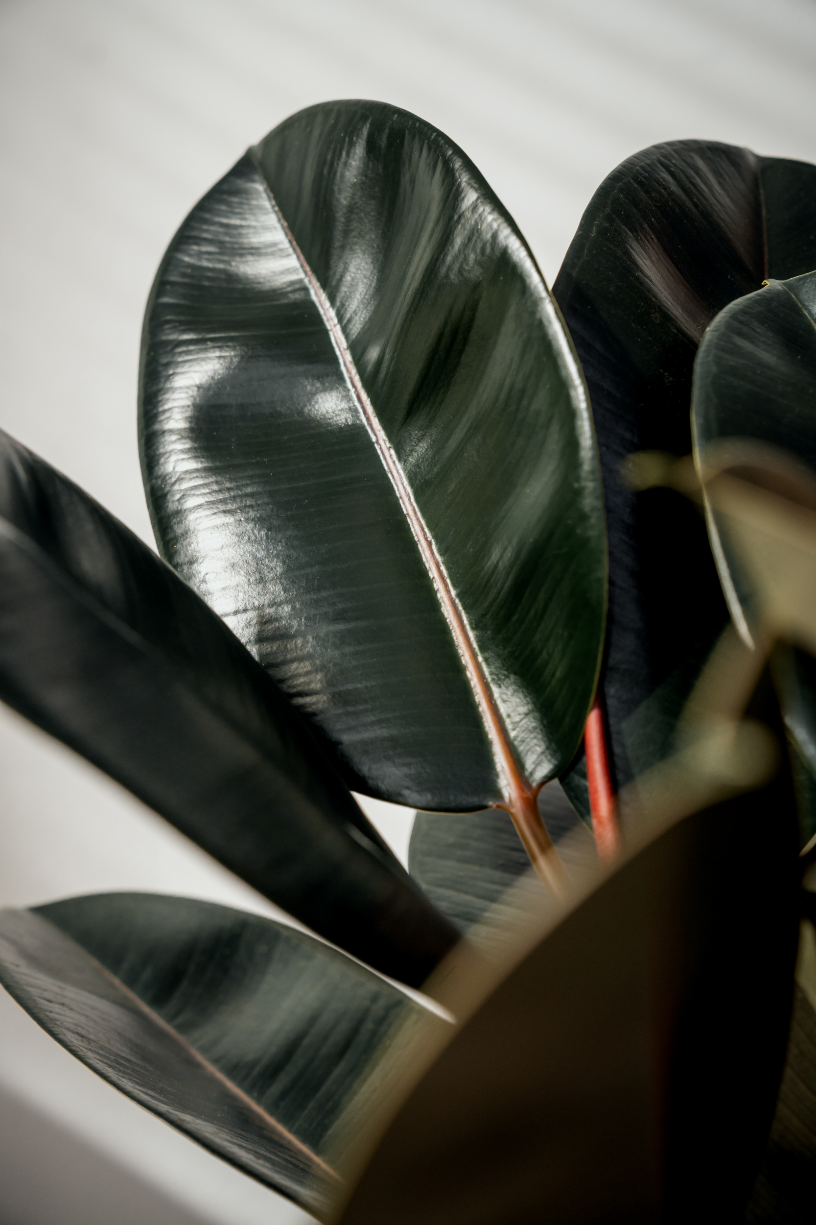 Foglie di un albero della gomma 