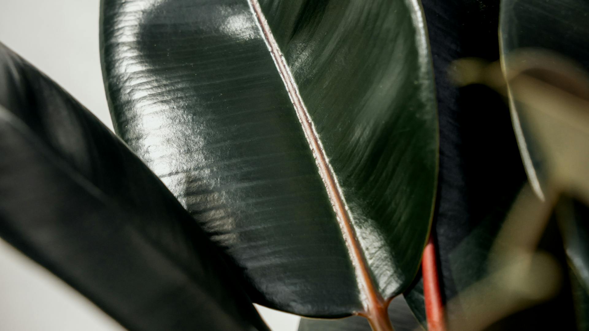 Foglie di un albero della gomma