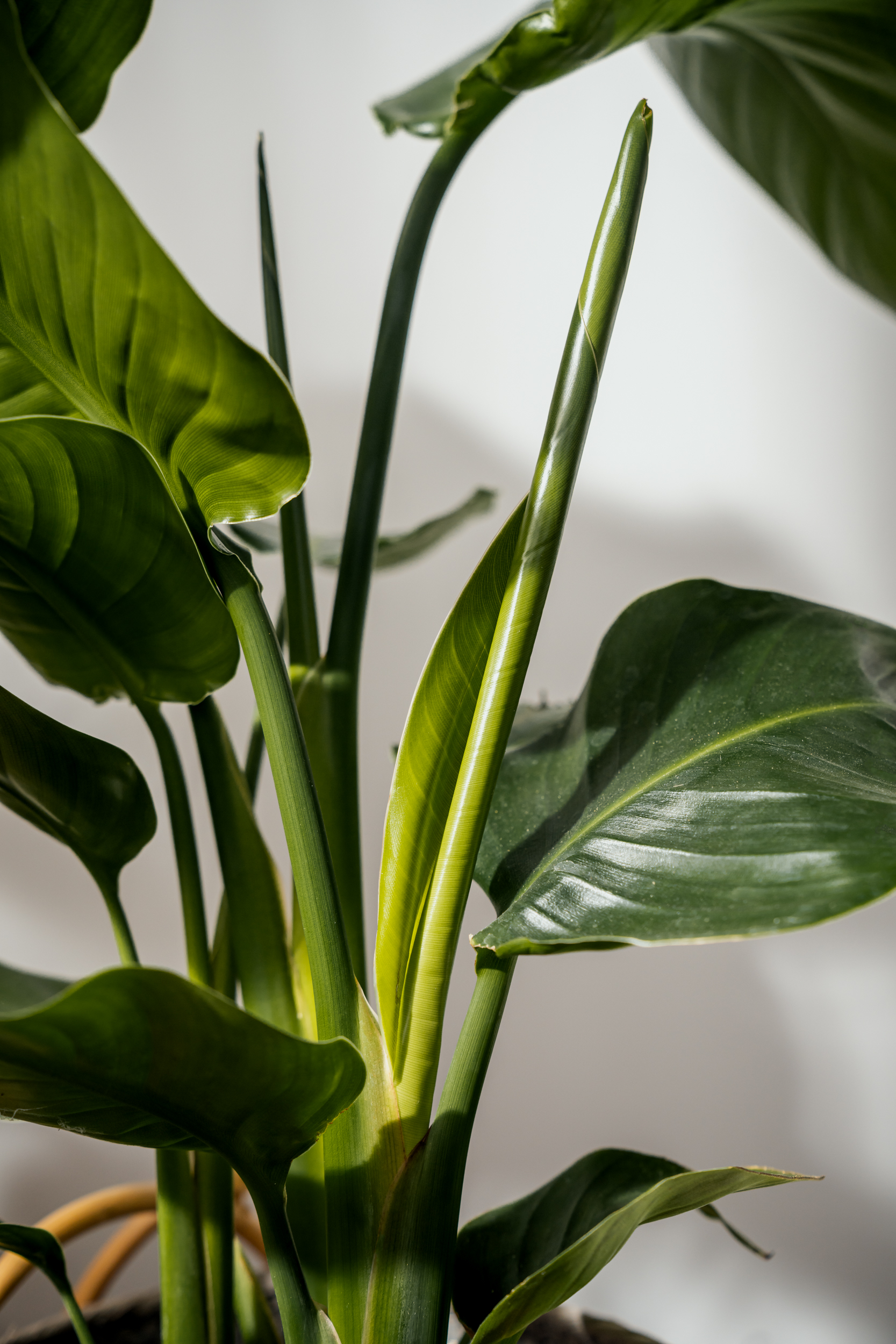 Foglie di una pianta da appartamento