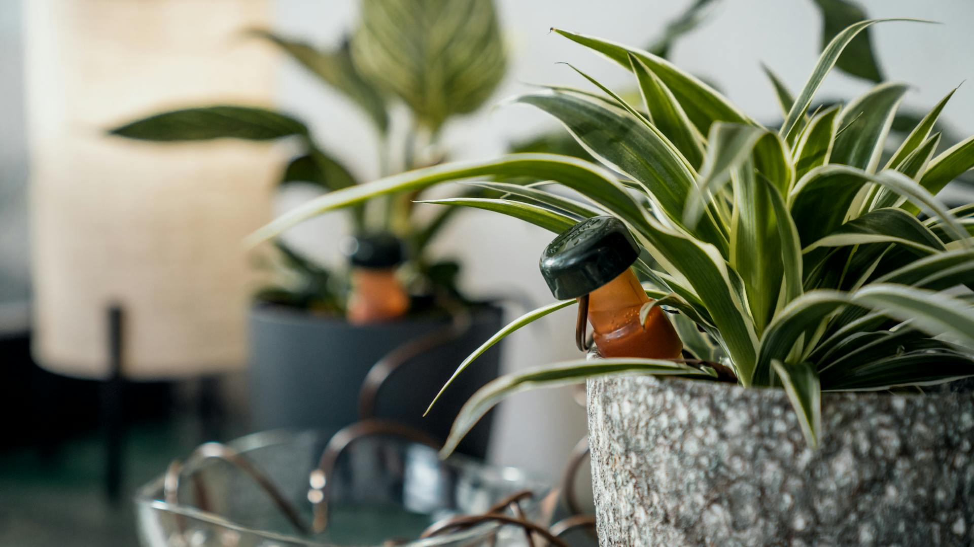 Pianta da appartamento con cono di argilla