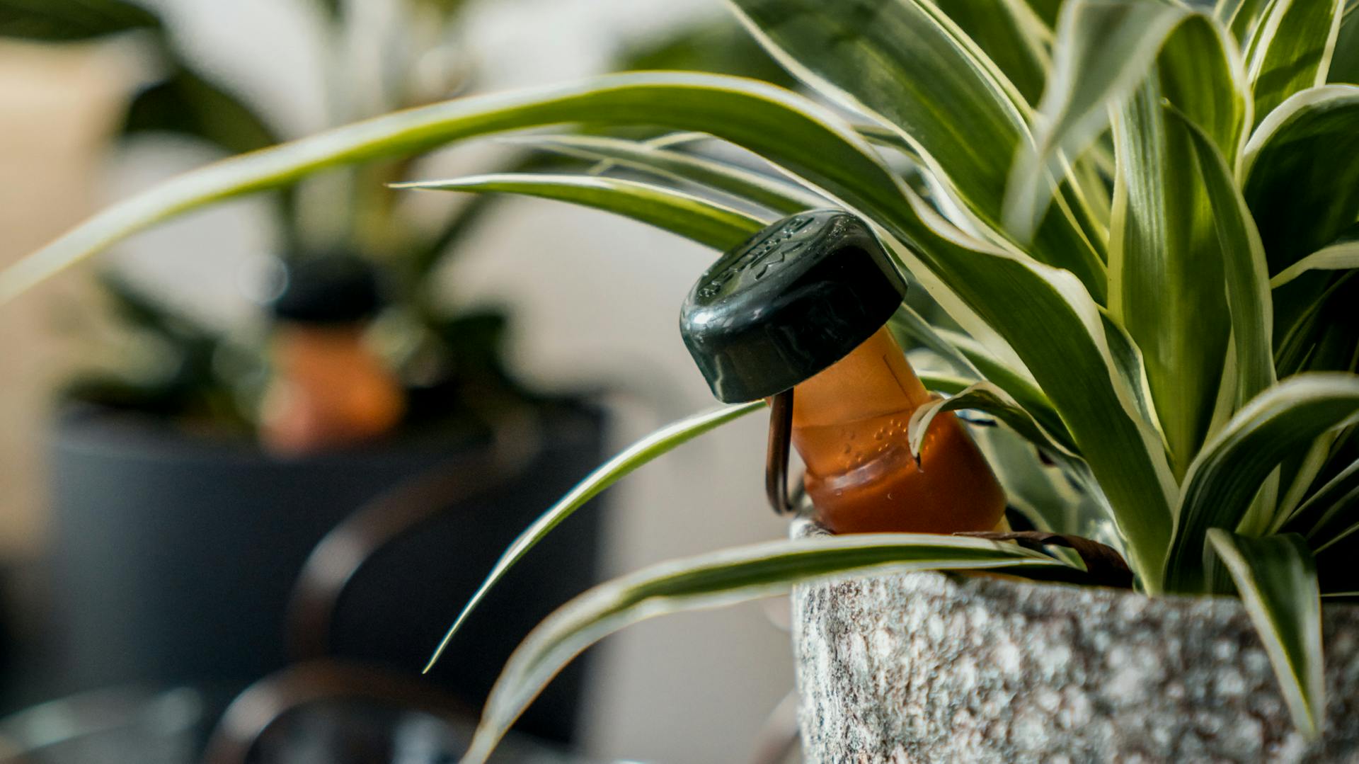 Cono di argilla in una pianta d’appartamento