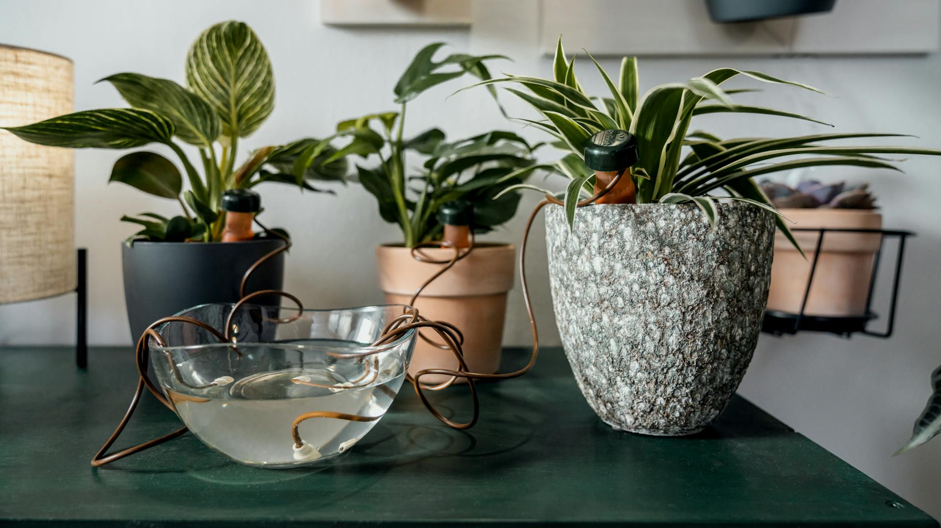 Sistema di irrigazione automatica con coni di argilla per piante da appartamento