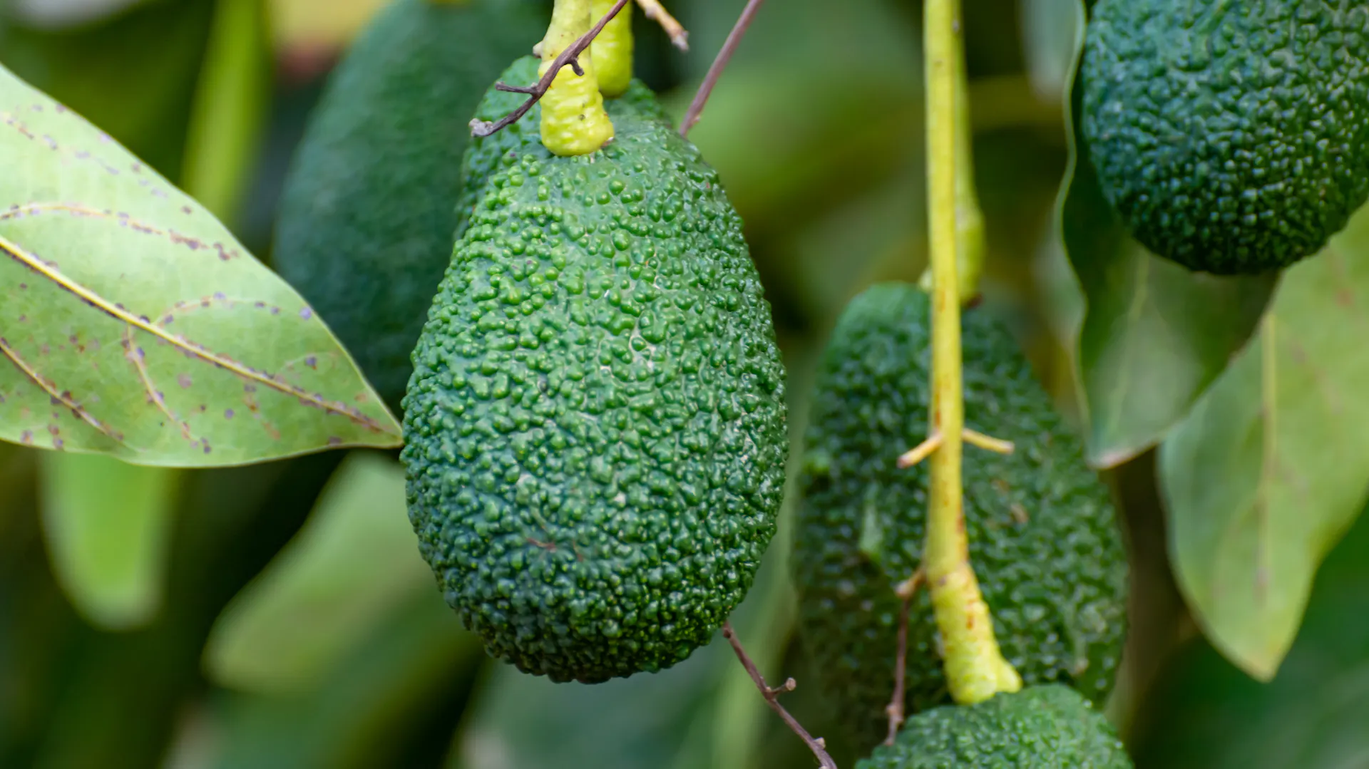 Avocado am Baum