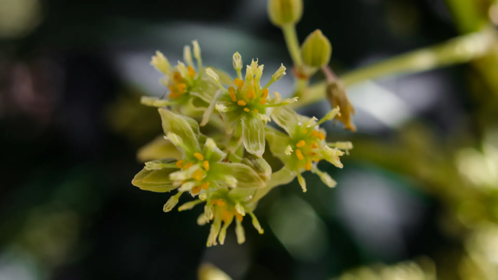 Blüte am Avocadobaum