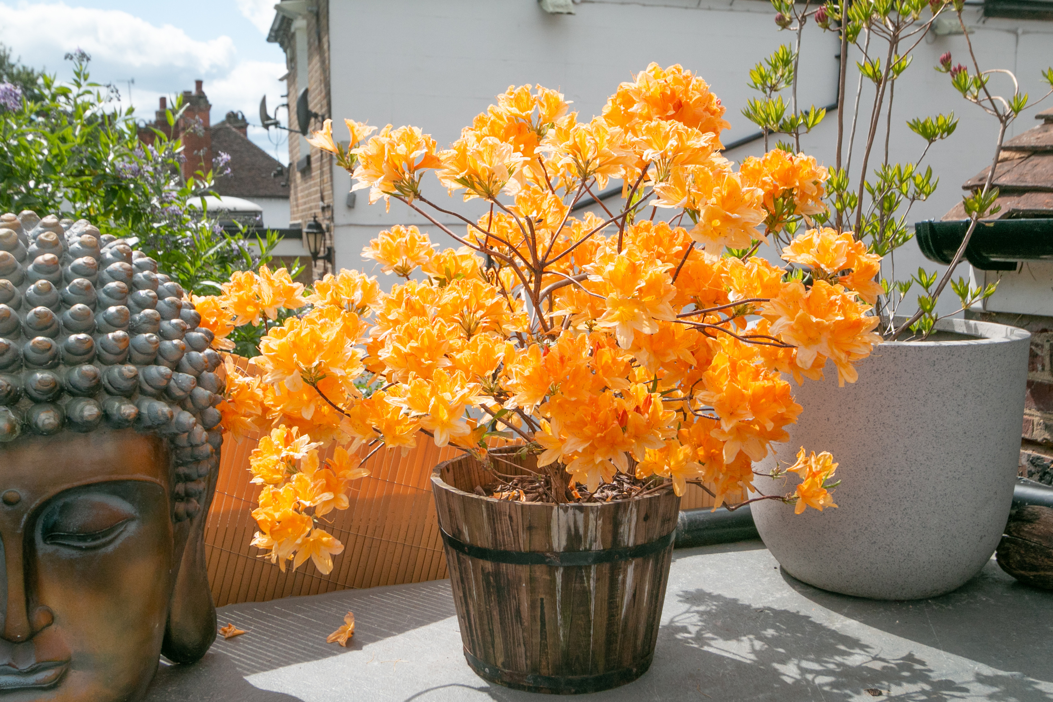 Azaleen Eigenschaften, Standort und Pflege OBI