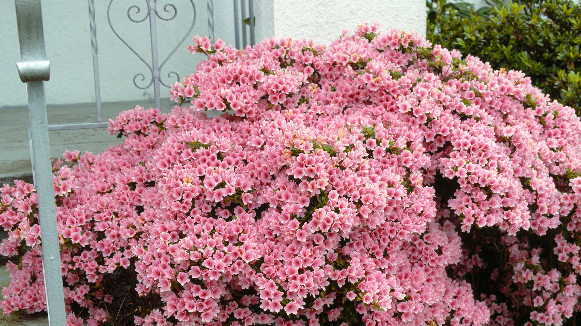 Azalee mit vielen Blüten