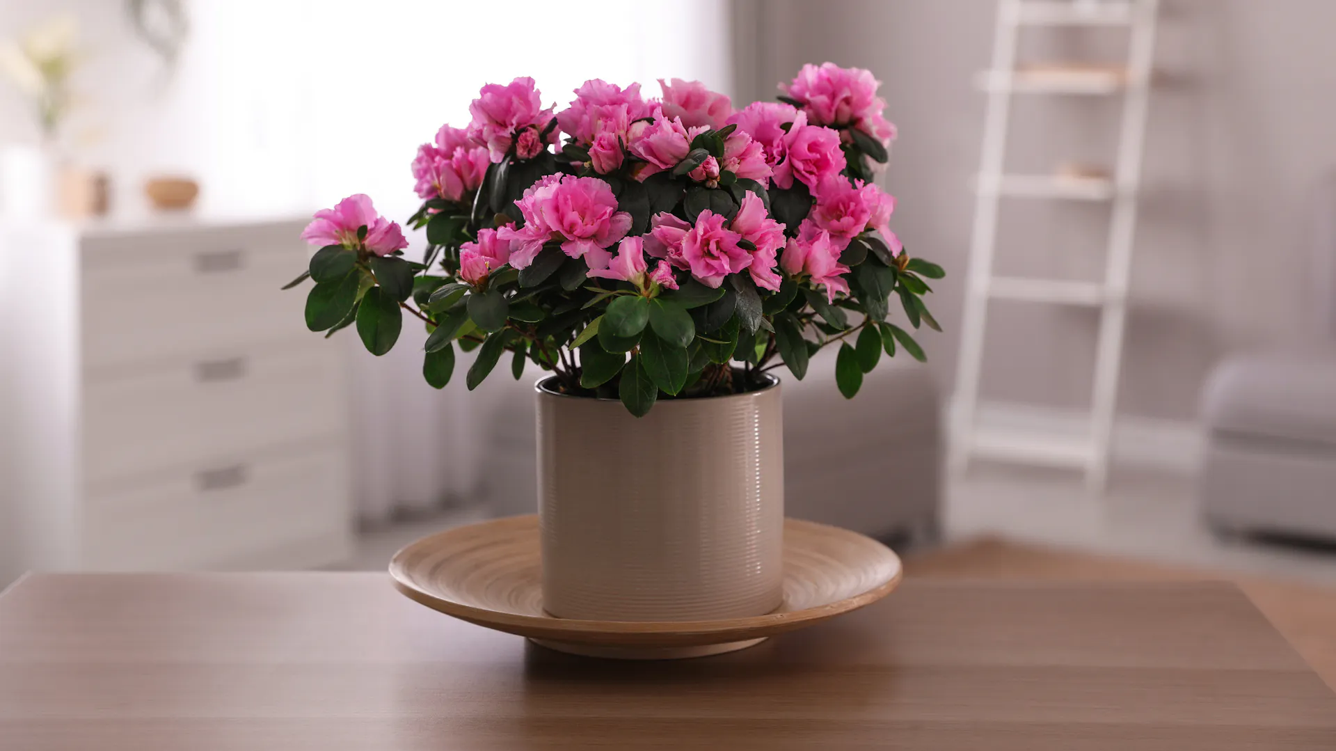 Zimmerazalee mit Blüten