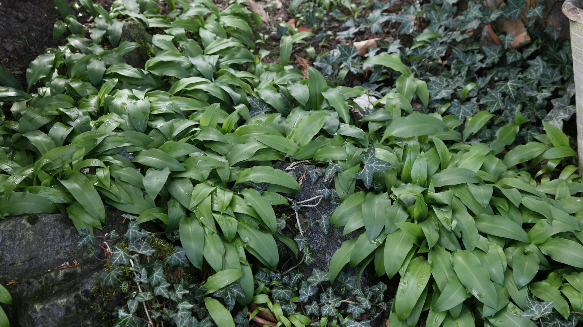 Bärlauch an einem Hang