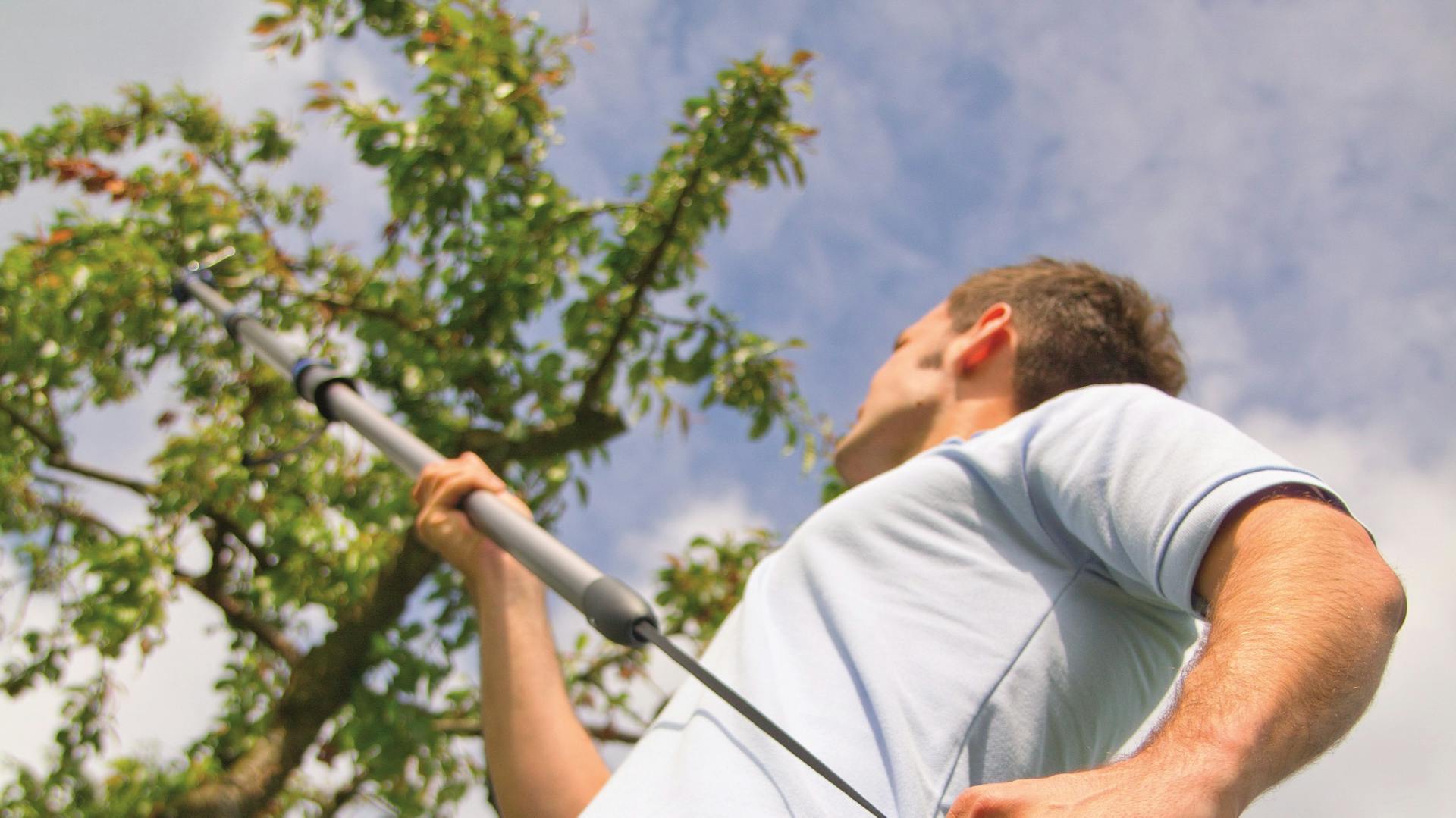 Ein Mann schneidet einen Obstbaum mit einer verlängerten Baumschere. Das Foto ist von unten aufgenommen, sodass der Mann volständig bei der Arbeit zu sehen ist.
