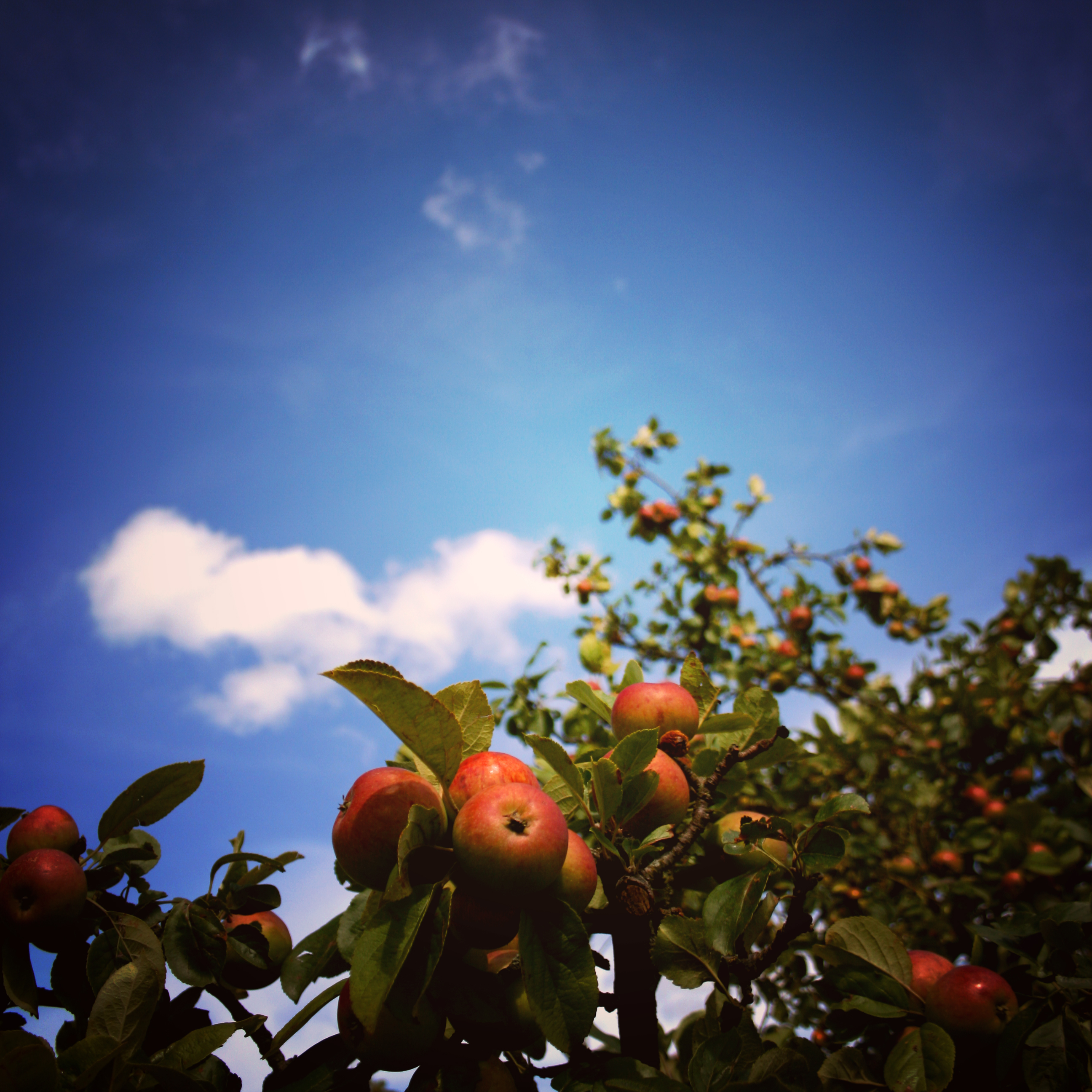 Apfelbaum mit roten Äpfeln vor einem blauen Himmel
