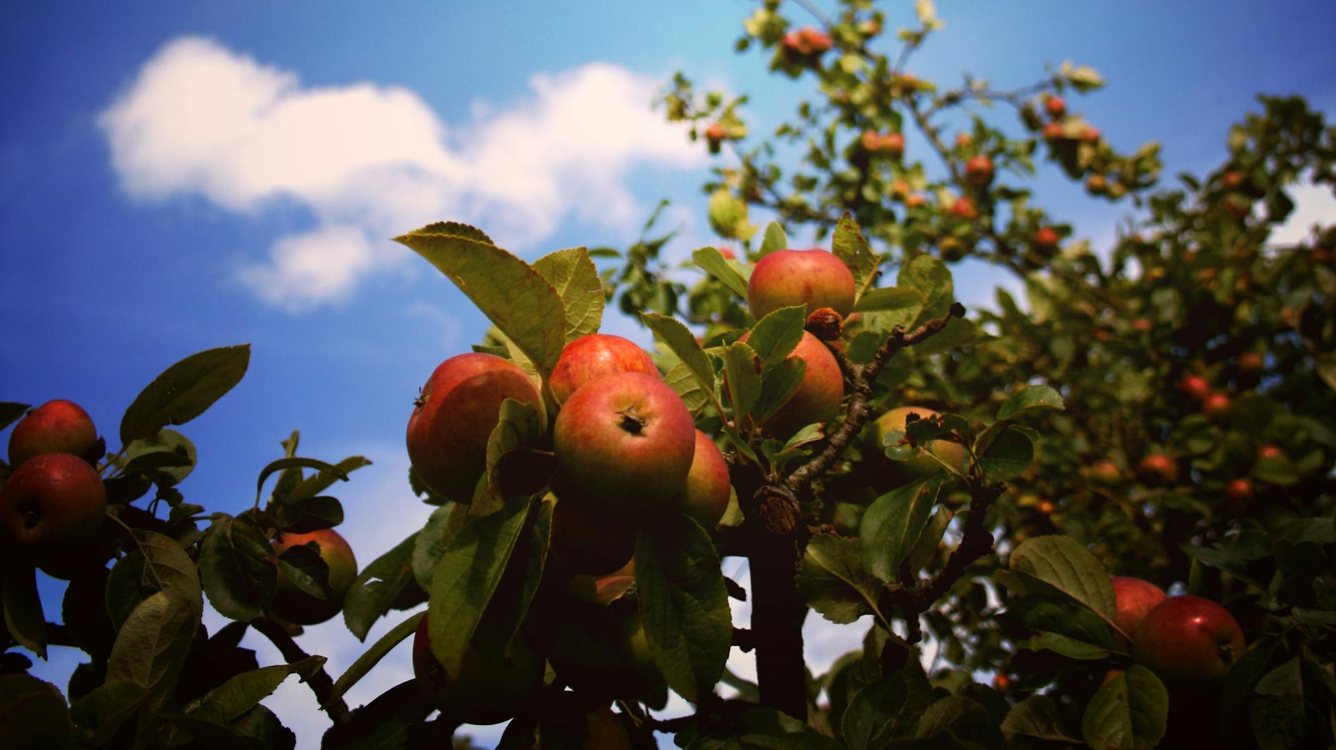 Apfelbaum mit roten Äpfeln vor einem blauen Himmel