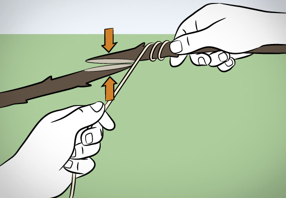 Bäume veredeln Methoden, Zeitpunkt und Tipps OBI