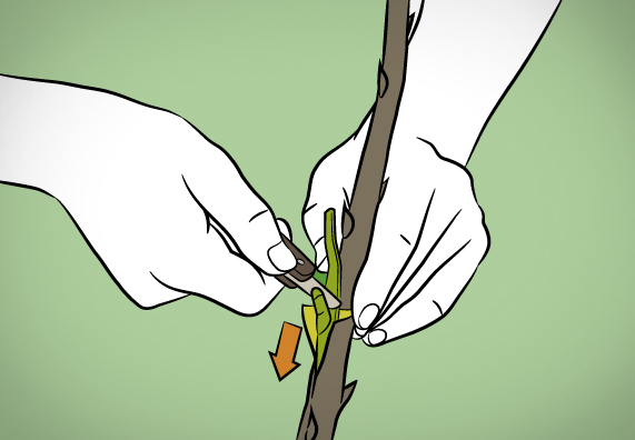 Zasunutí roubu pomocí očkovacího nože do štěrbiny ve tvaru T.