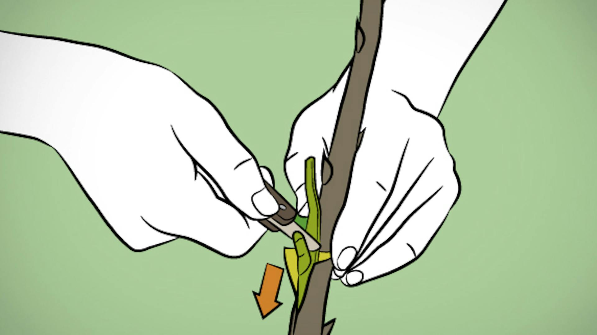 Ein Edelreis wird mit einem Okuliermesser in den T-Spalt der Unterlage geschoben.