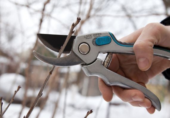 Potatura di un albero con delle cesoie da giardino.