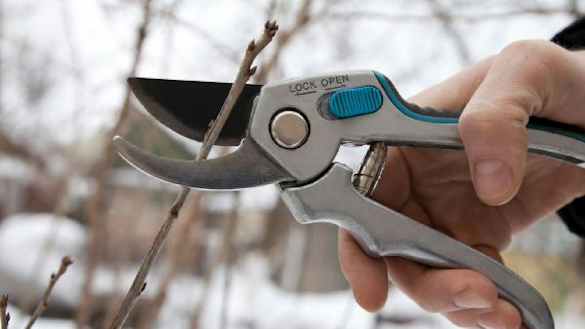 Potatura di un albero con delle cesoie da giardino.